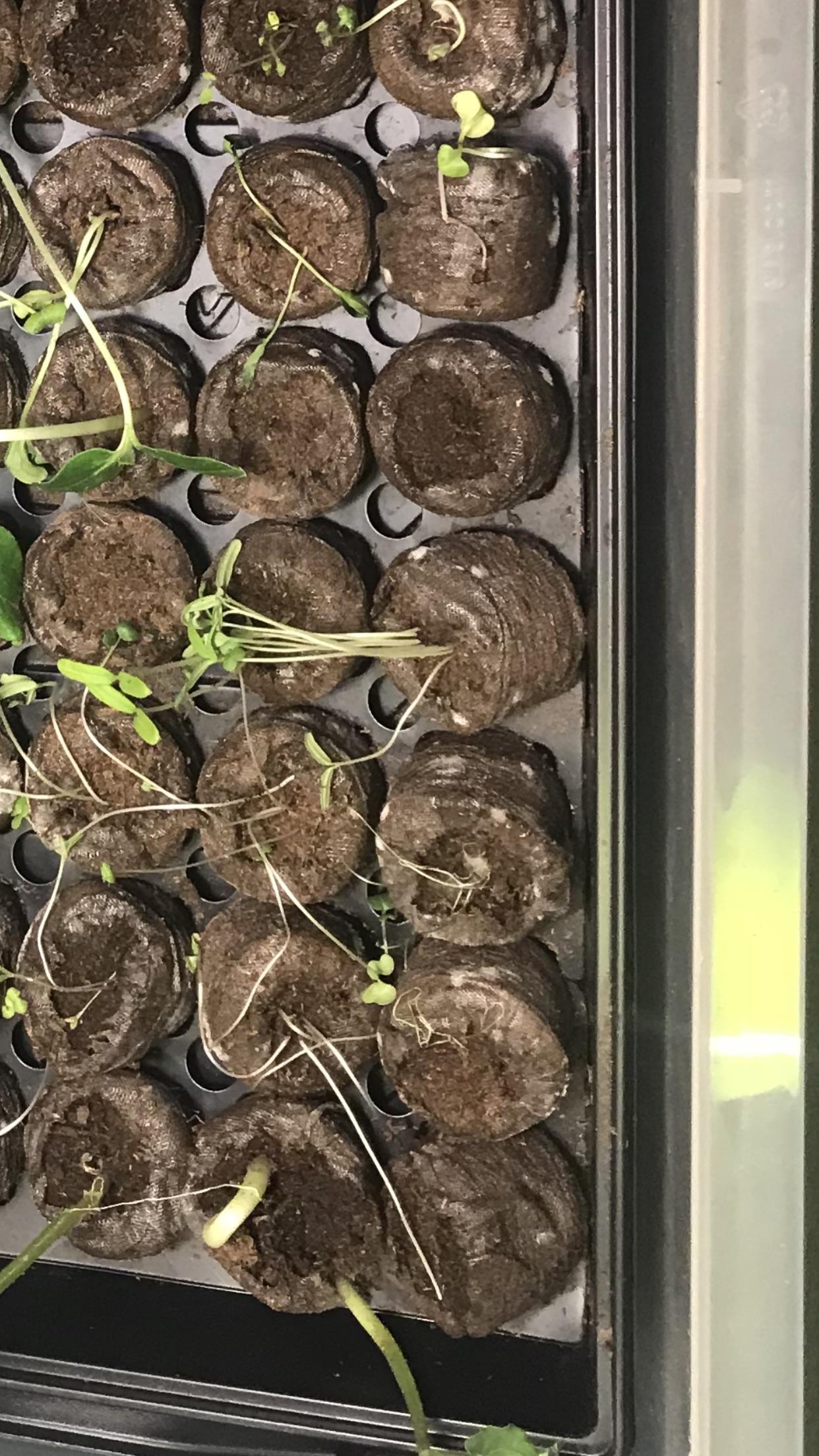 Any idea what I can do about this persistent white mold I’m getting on