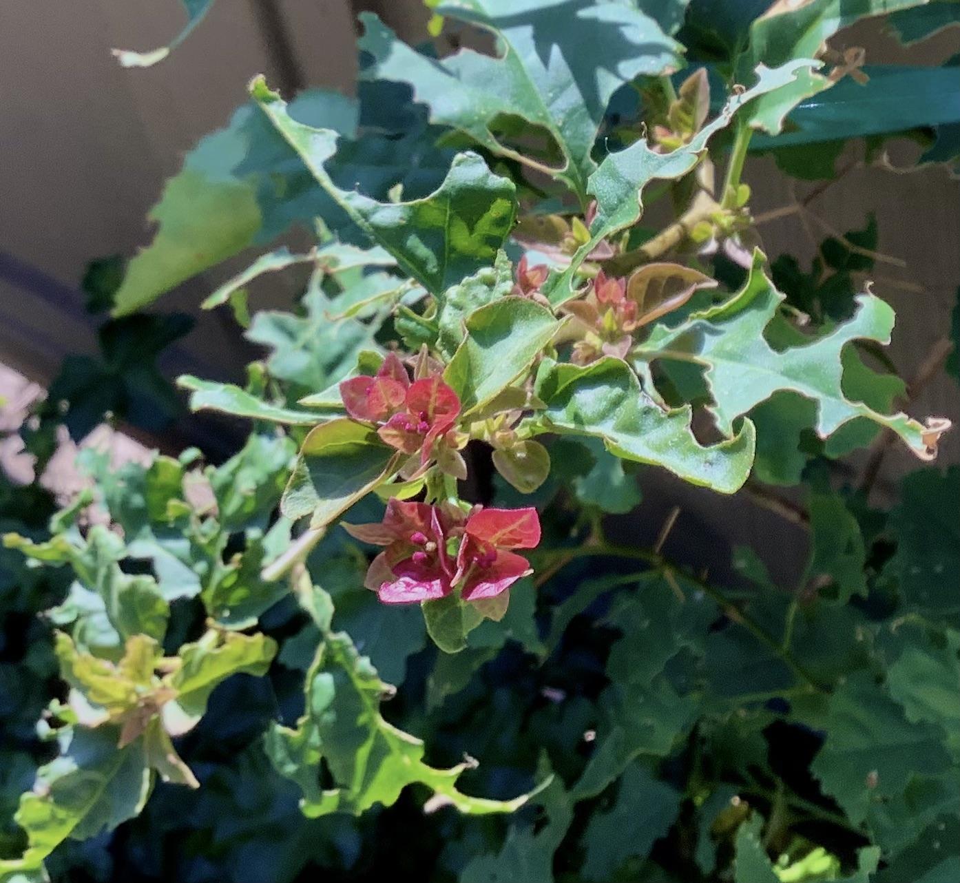 What's eating my Bougainvillea leaves? r/plantclinic