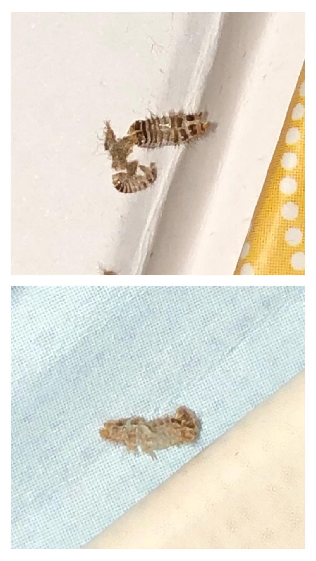 What are these bug casings from?? r/pestcontrol