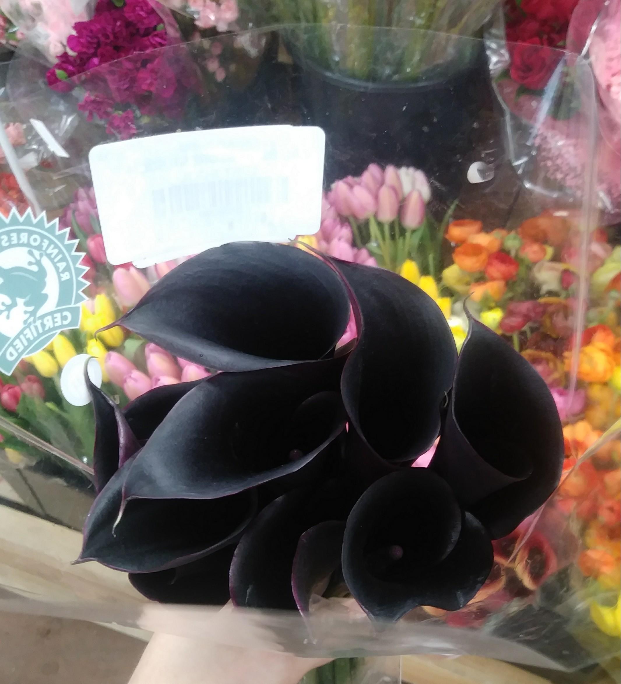 darius build Black Lillies Flowers For Sale / Lilium Black Charm