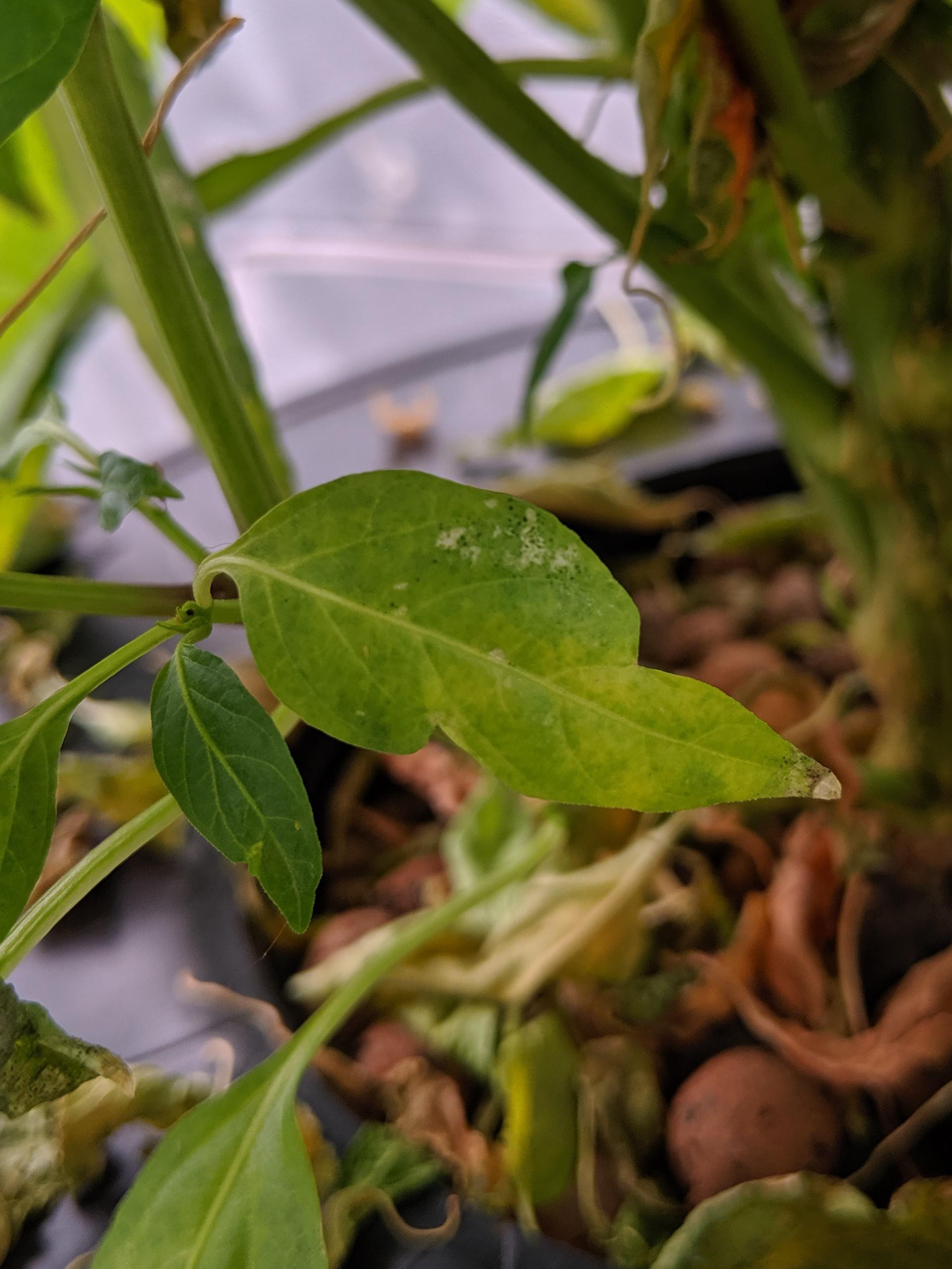 Pepper leaf damage spreading need help! r/Hydroponics