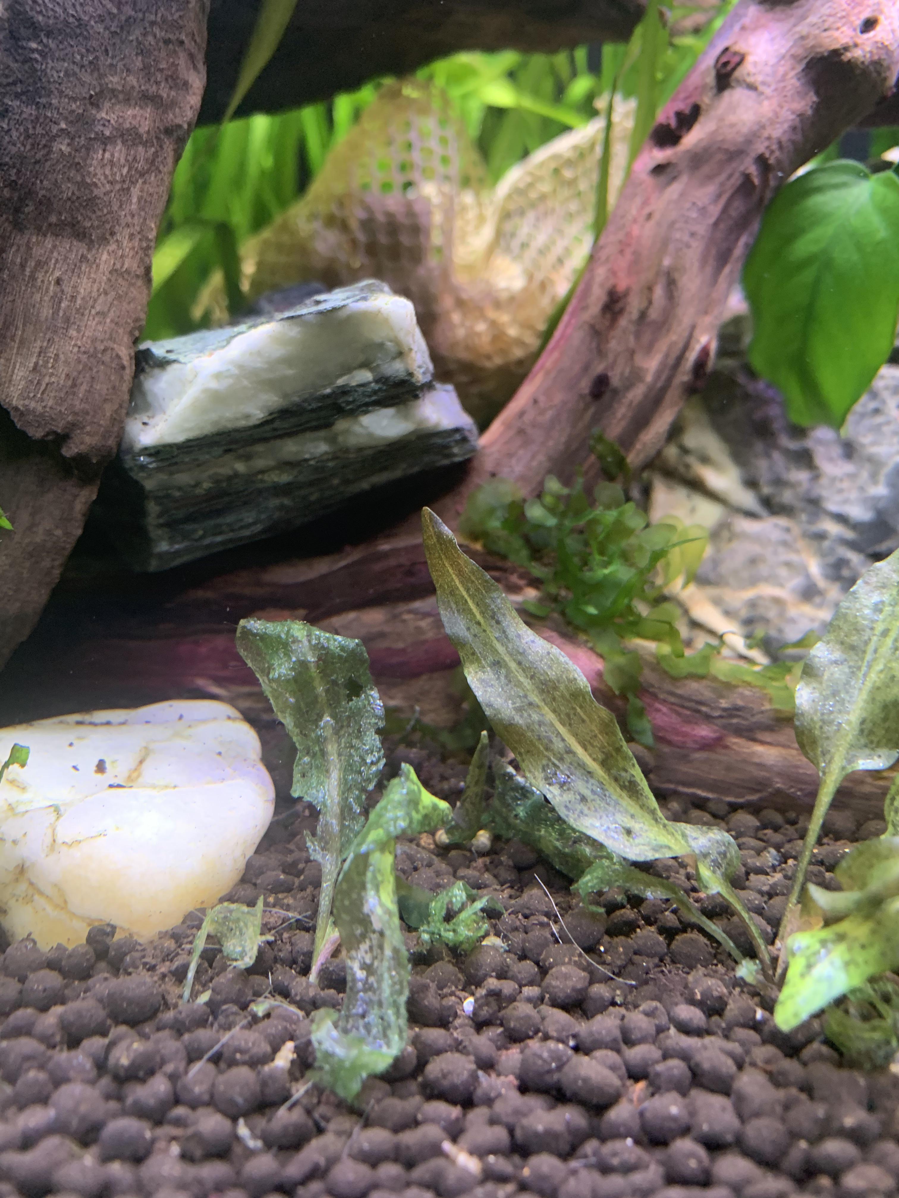 I had some melt back months ago when i first installed these in the aquarium, now it looks like