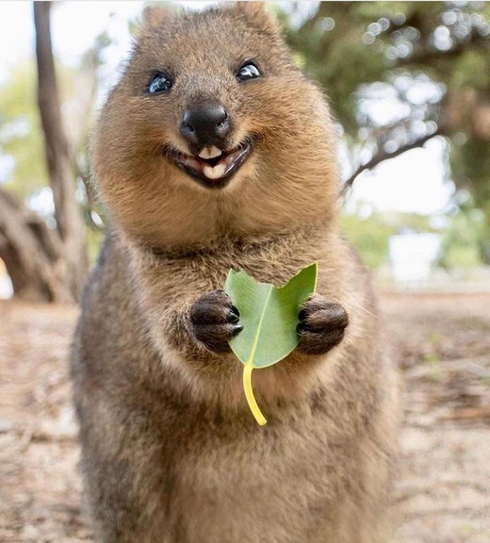 Quokka eating a leaf r/pics