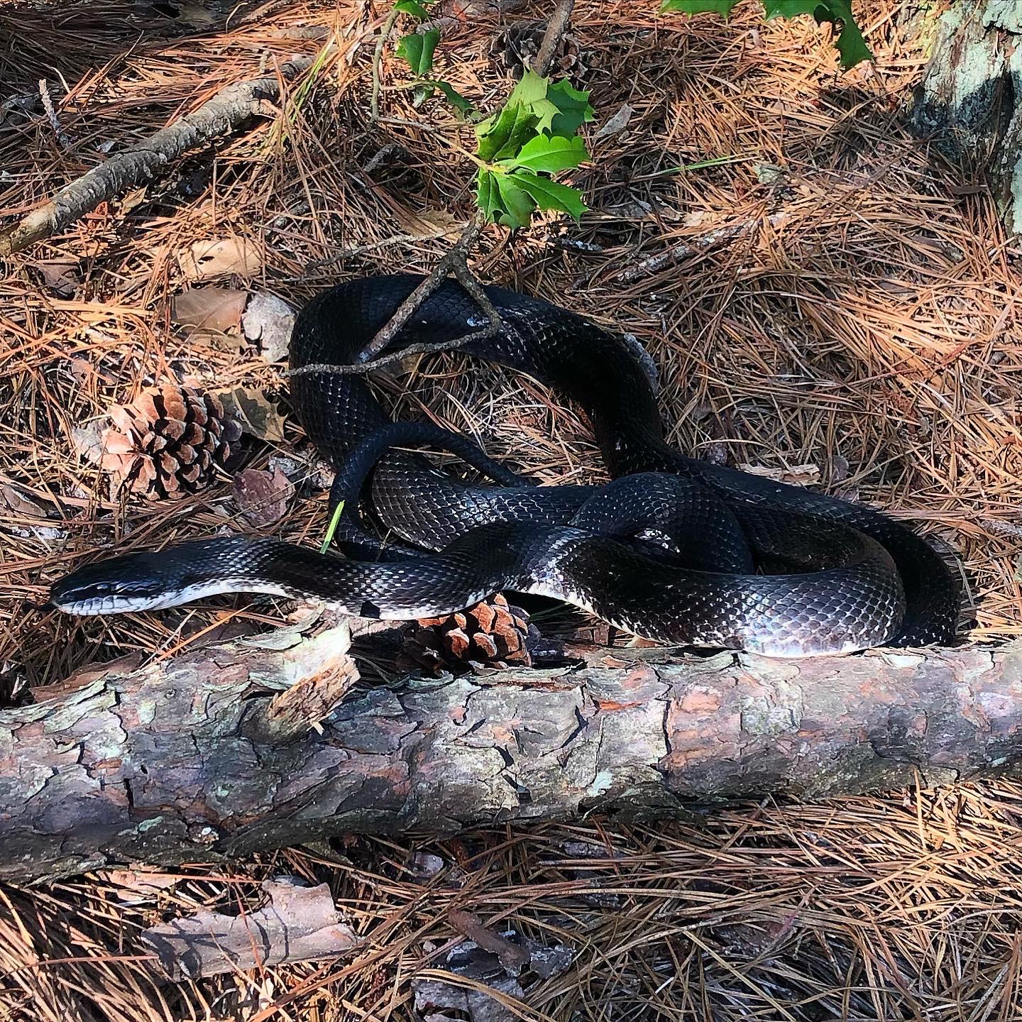 Beautiful black rat snake I found on a hike in central NC r/herpetology