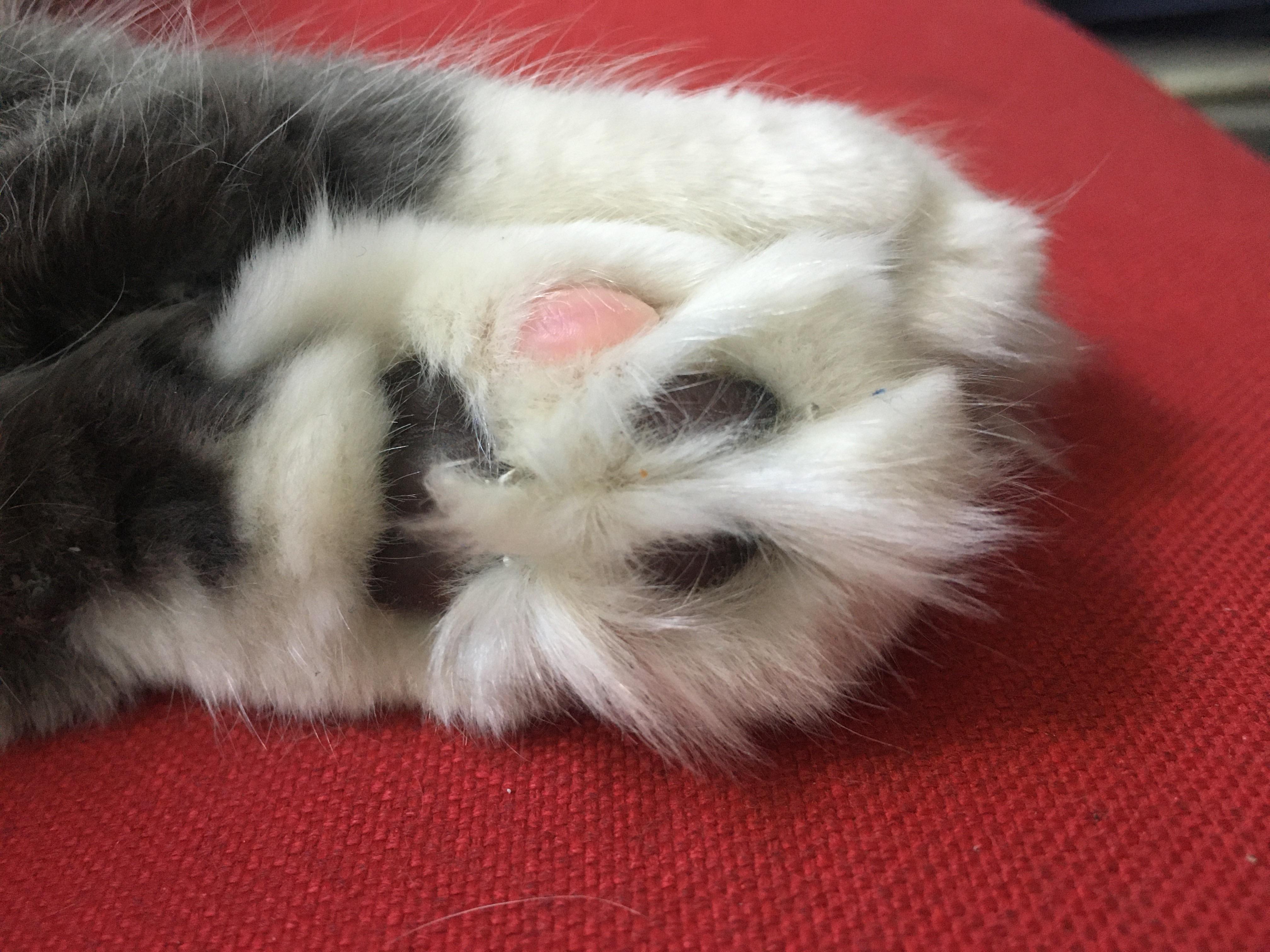 My cat has a pink toe amongst the black ones on Its front paw r