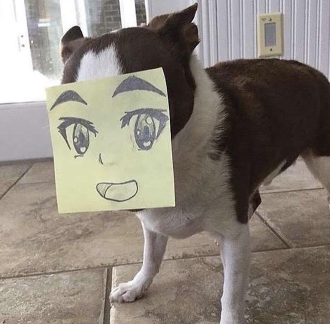 cursed dog r/Cursed_Images