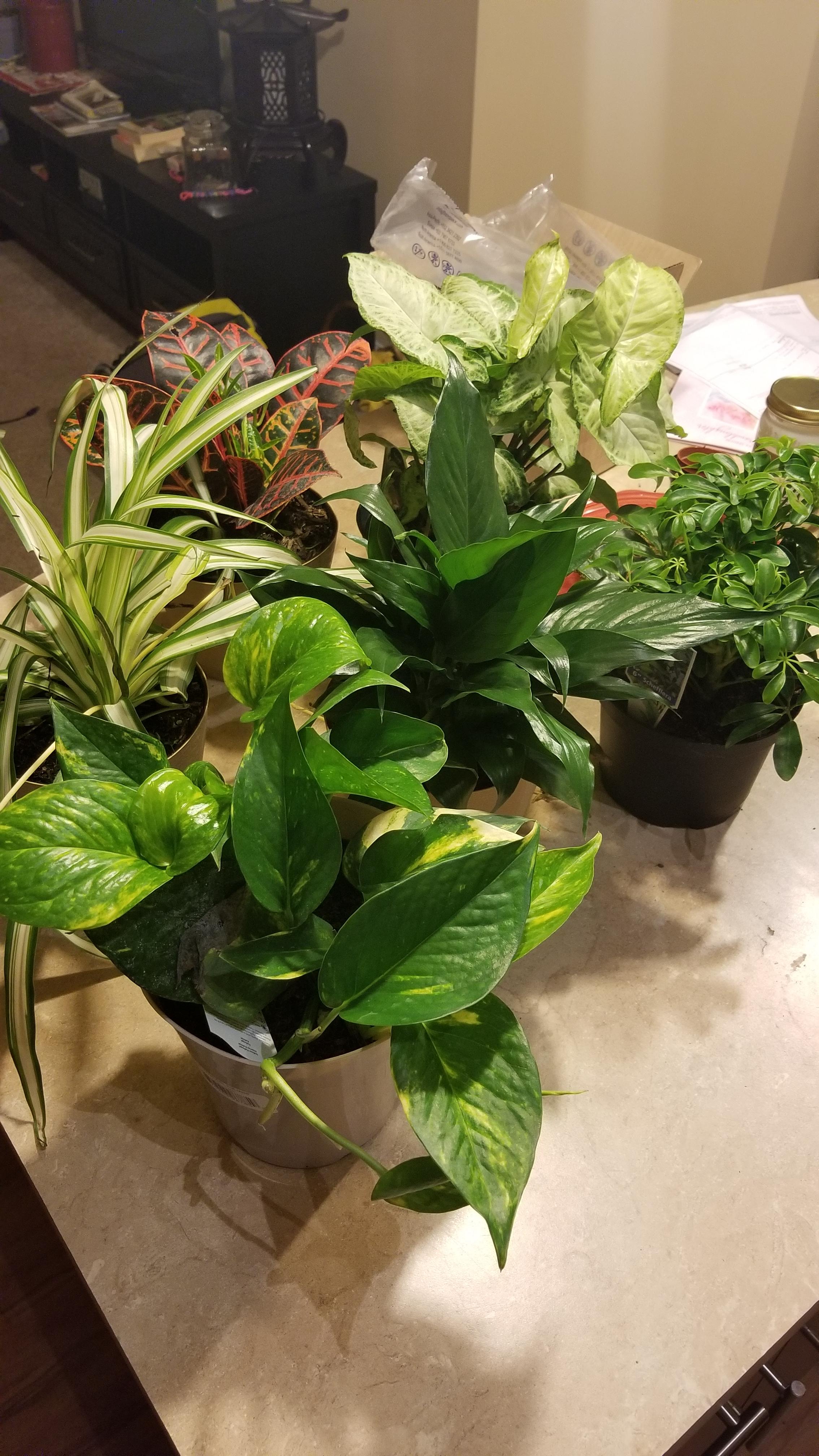Aldi has to stop selling plants at low prices. My boyfriend now knows
