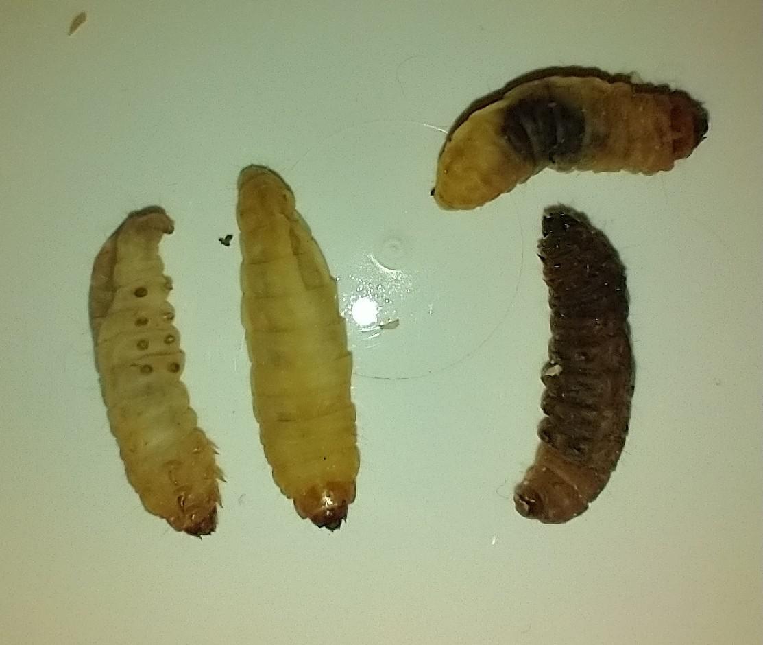 2 on left are healthy//2 on right are questionable? Are the waxworms