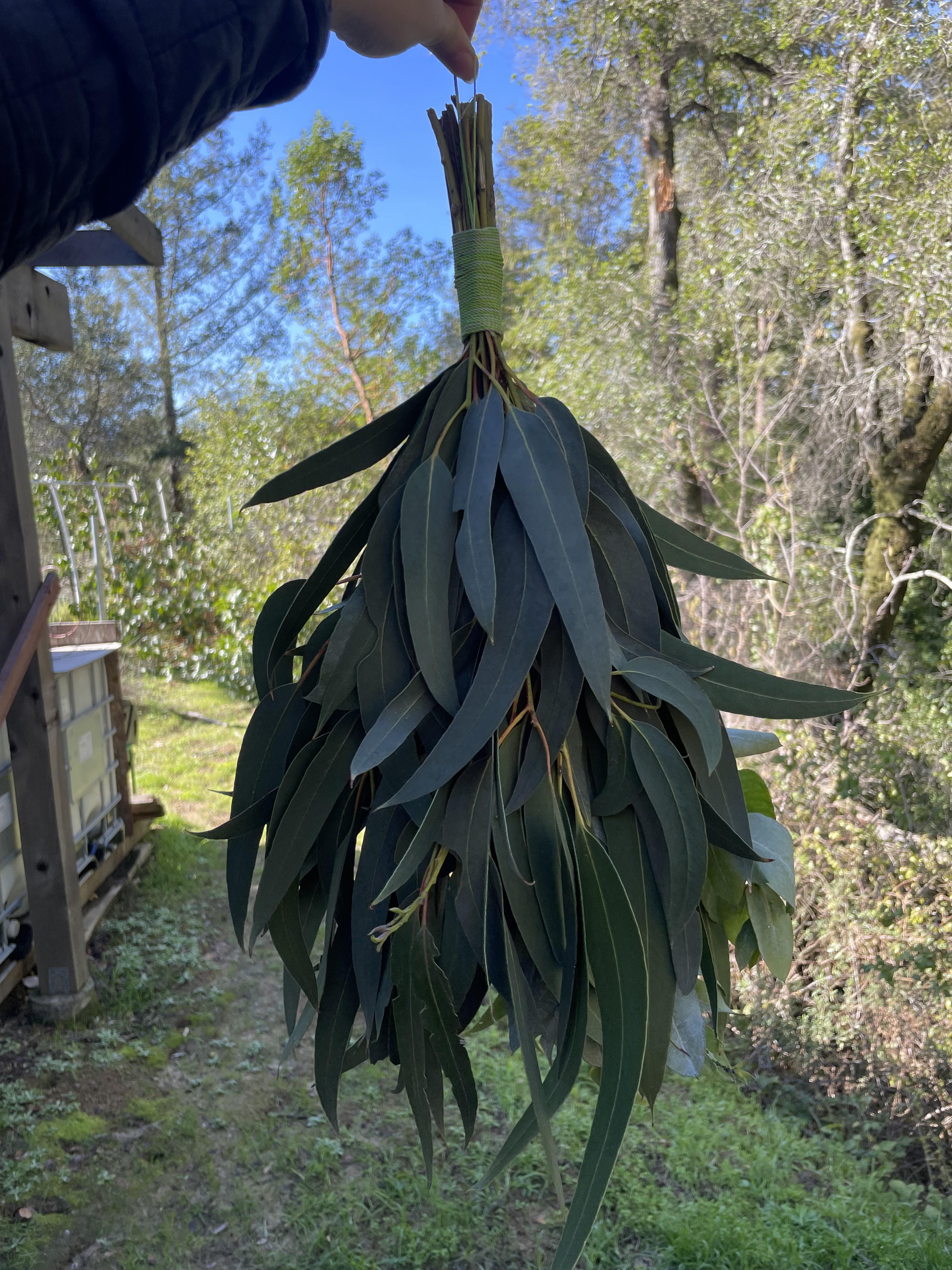 I just made my own eucalyptus venik and it smells amazing! r/Sauna