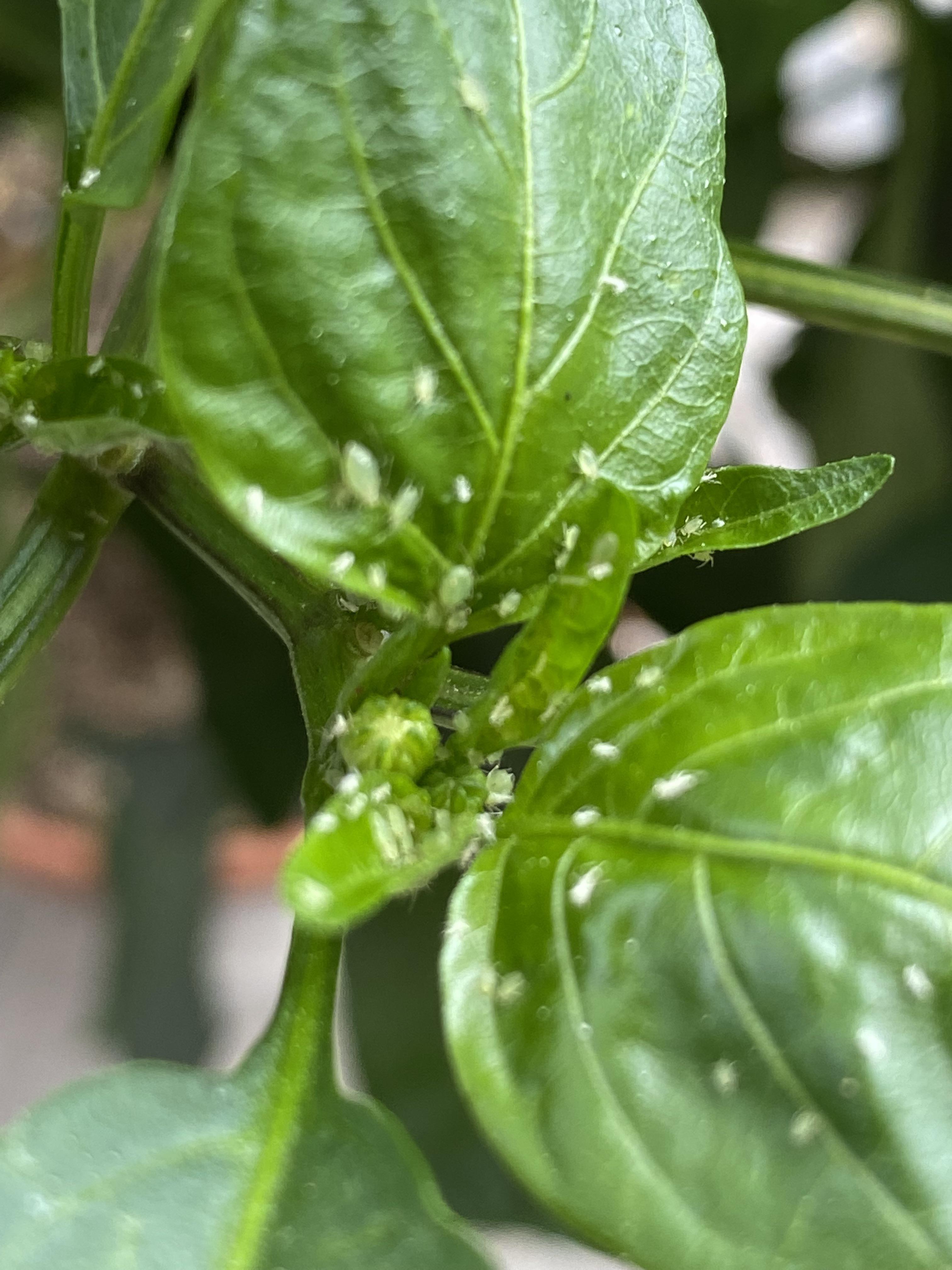 What are these super tiny white things on my pepper plant leaves? r