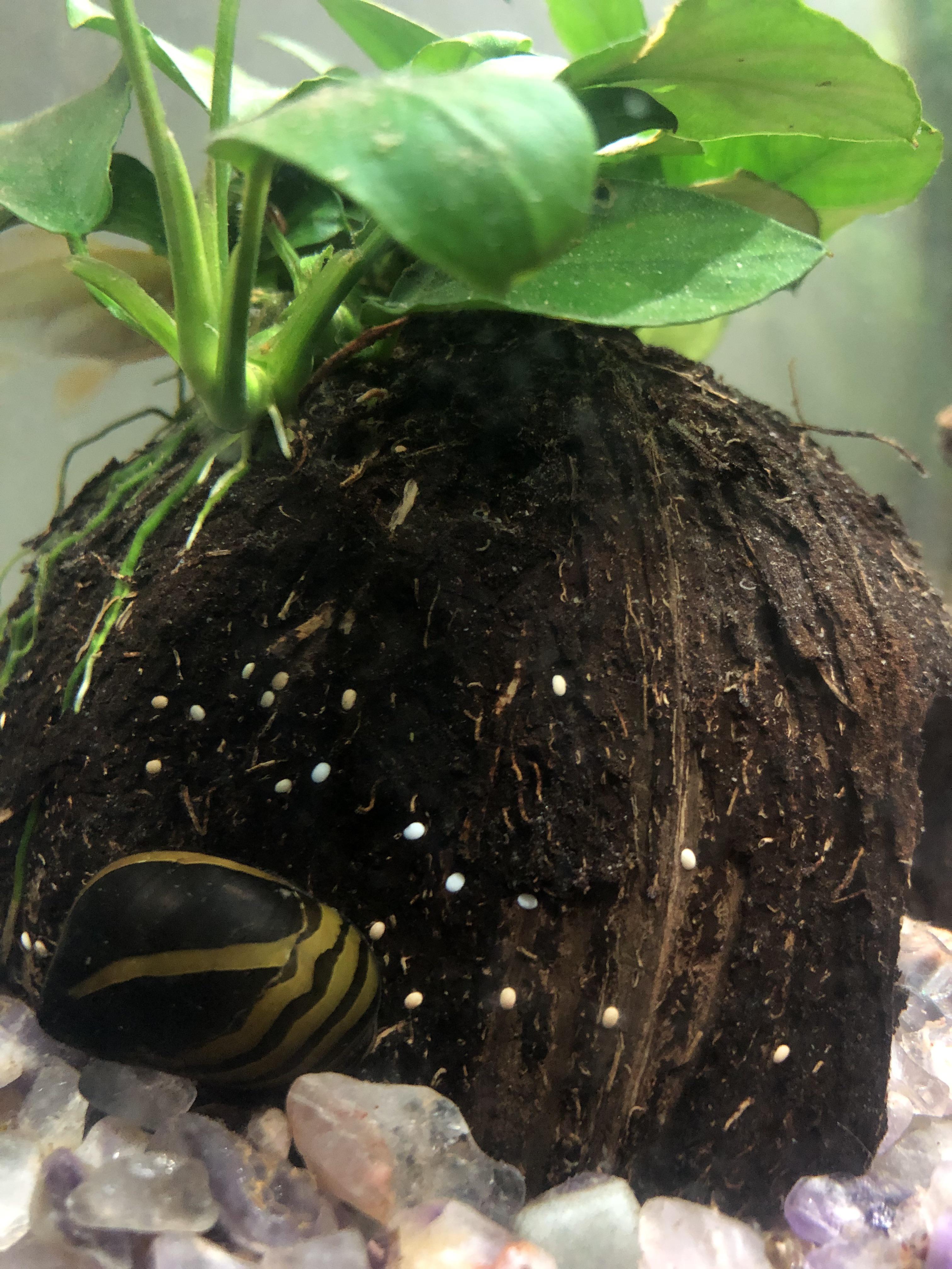 What are these white spots are they snail eggs? The snail ended up in