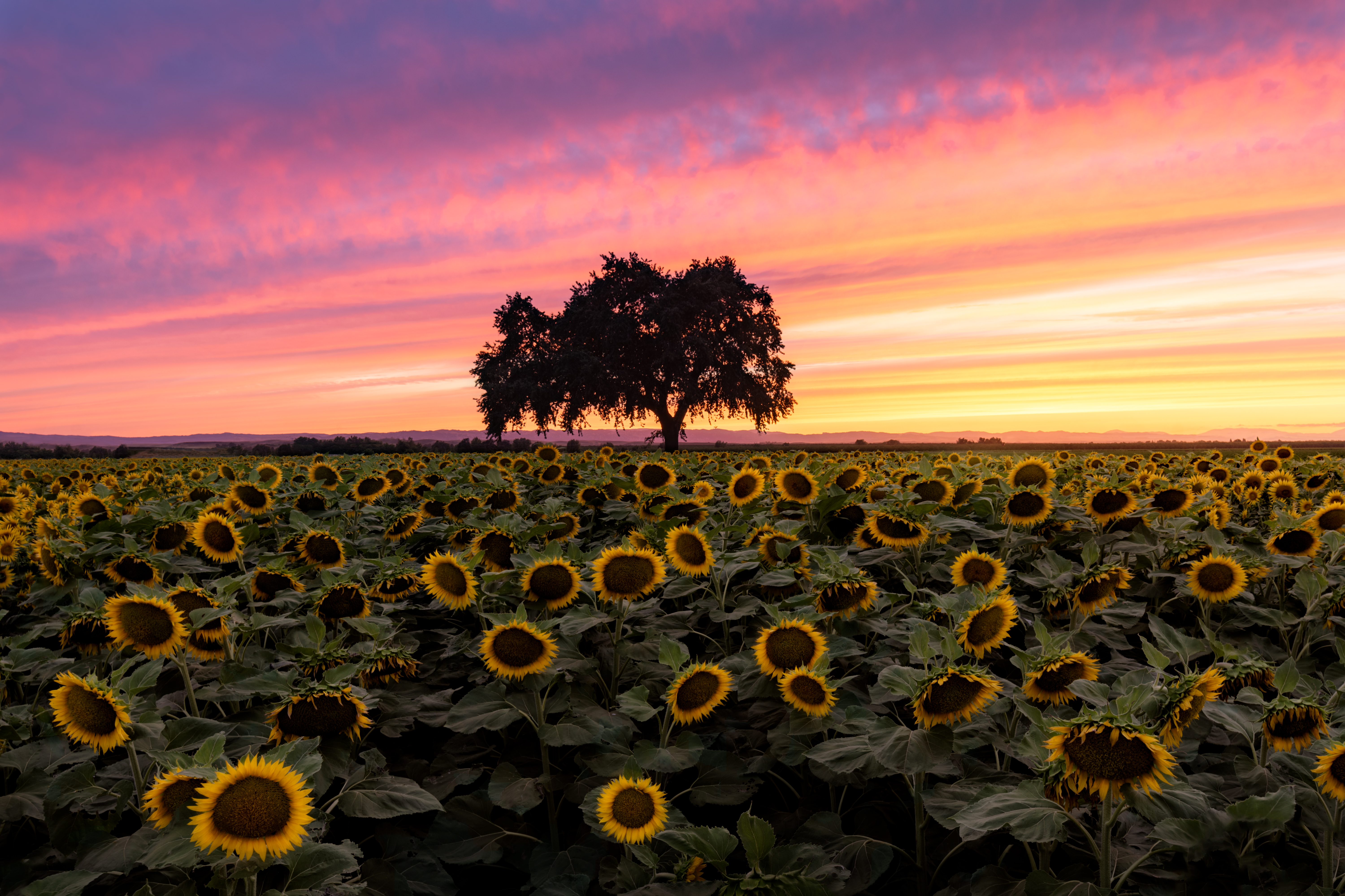 🌻 Sunflowers blooming in California's Central Valley [6000x3999] [OC