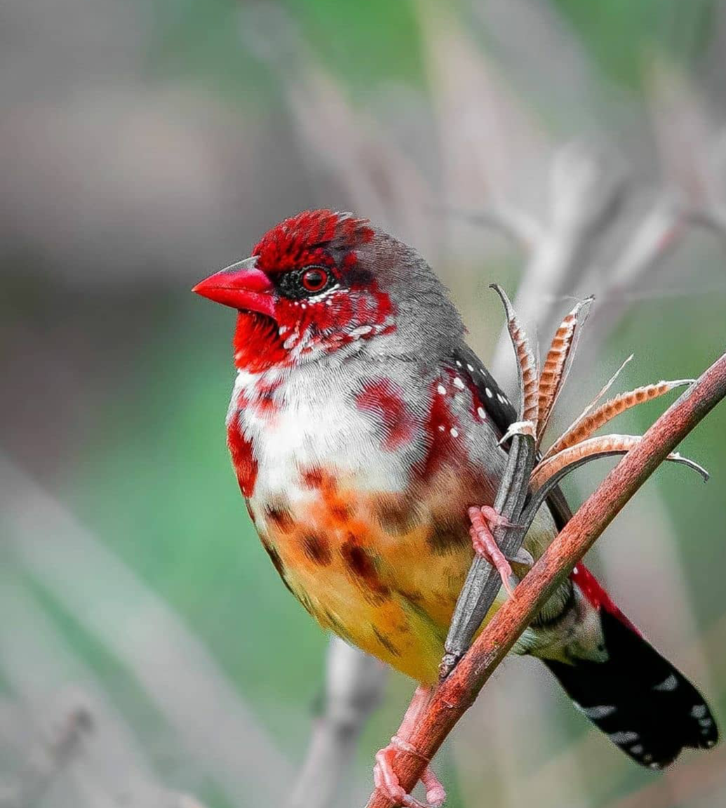 🔥 Strawberry finch r/NatureIsFuckingLit