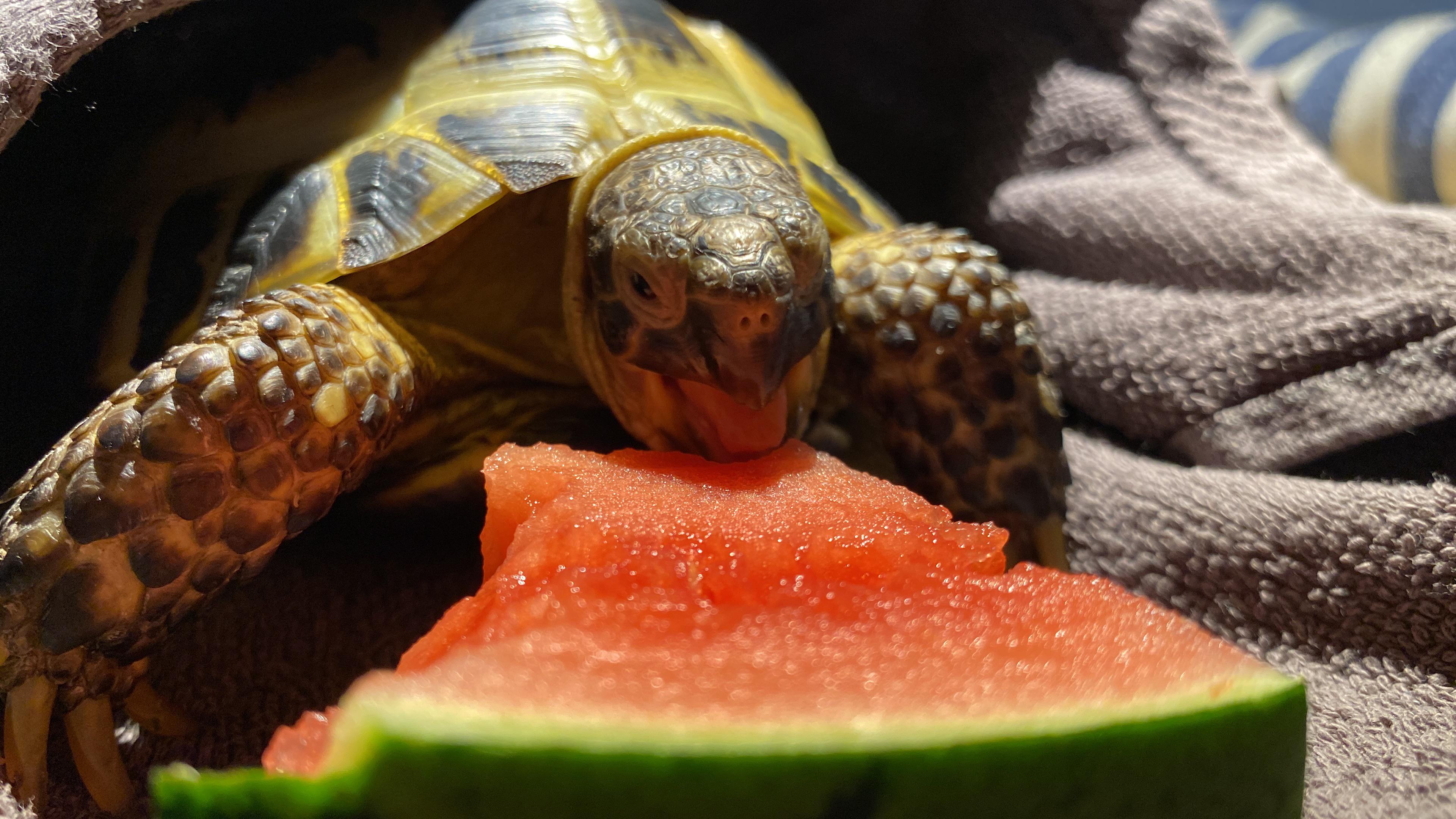 Baby Russian Tortoise Eating