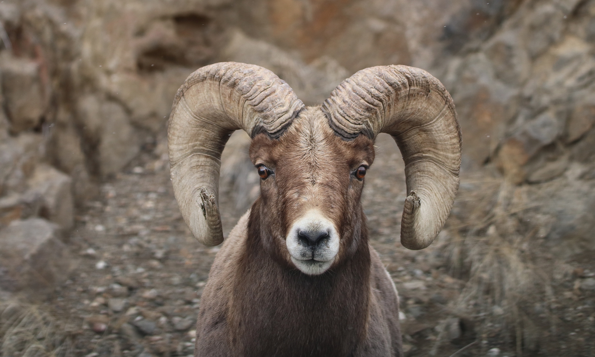 RAM FACT A ram's horns do not stop growing throughout their entire