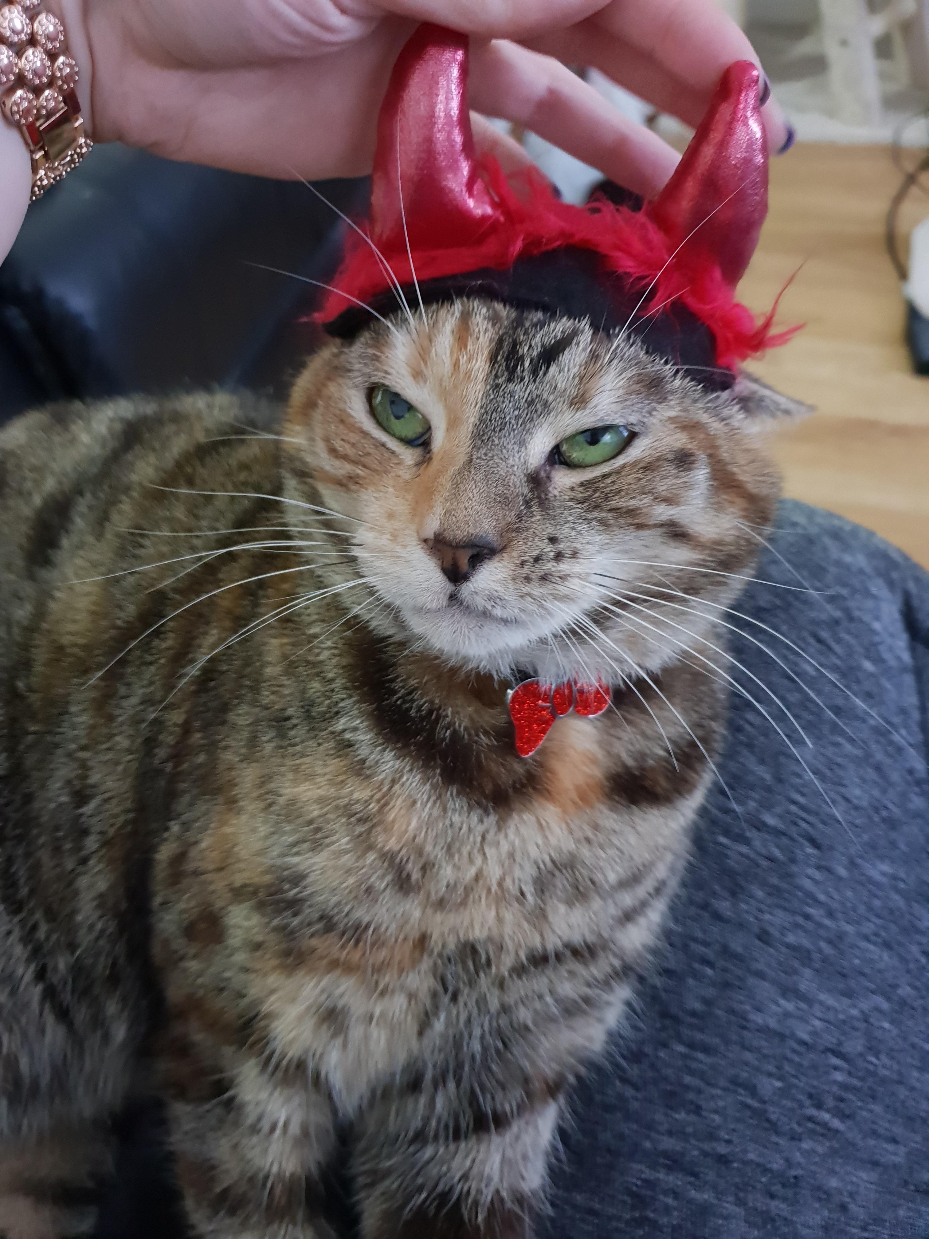 I tried dressing her up for Halloween and she wasn't having it at all