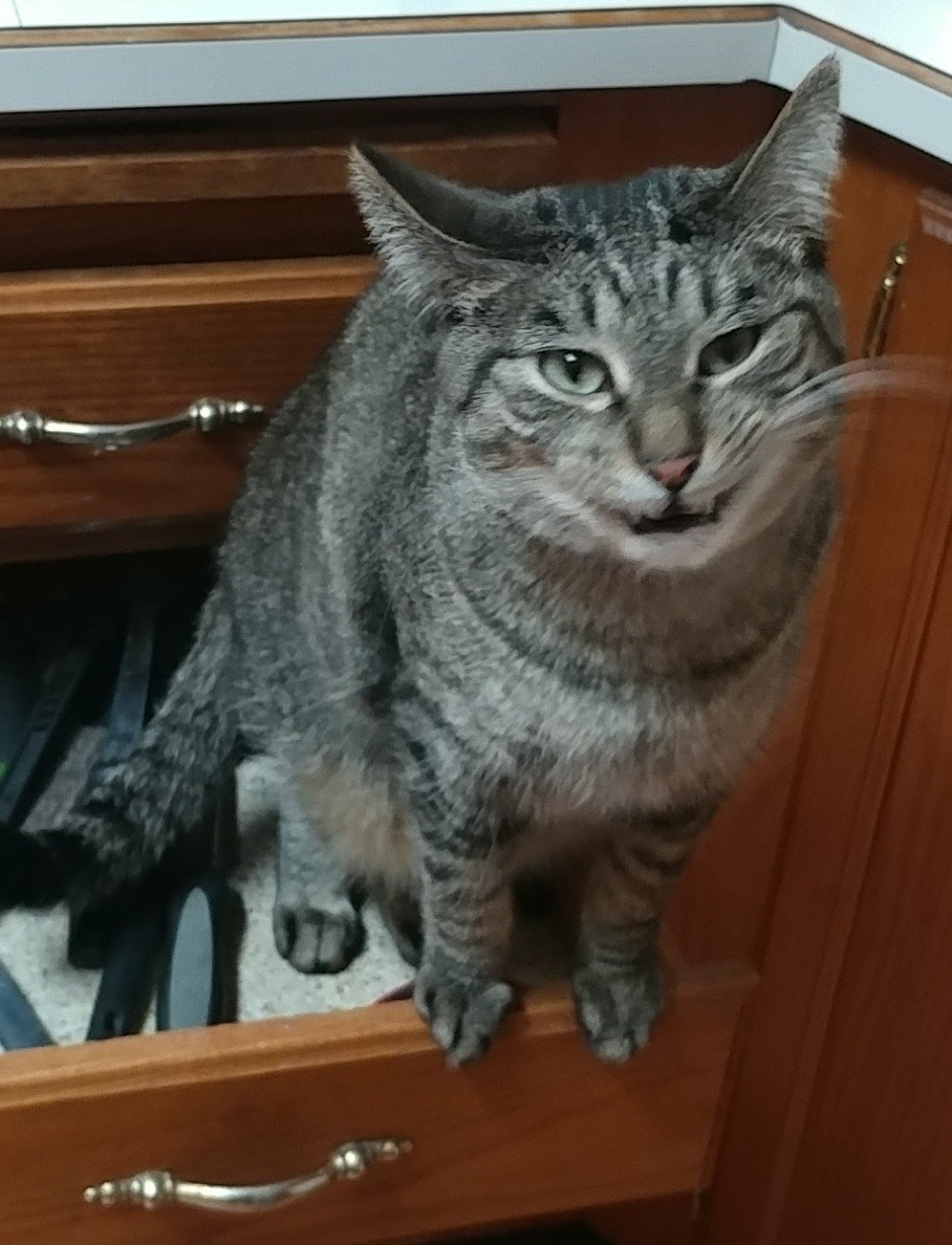 This lil troublemaker was pulling stuff out of our kitchen drawers. r