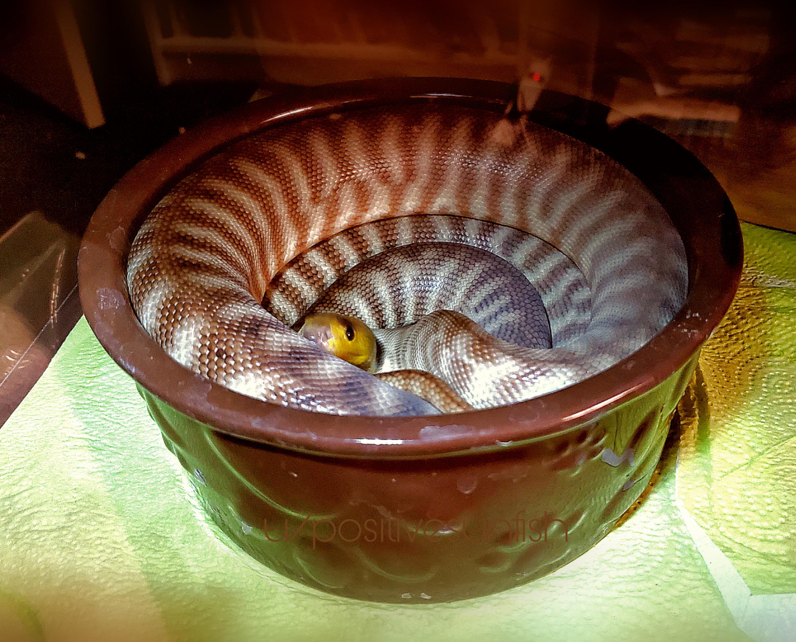 Wilson, the Woma Python, sitting in his water bowl... after dumping the
