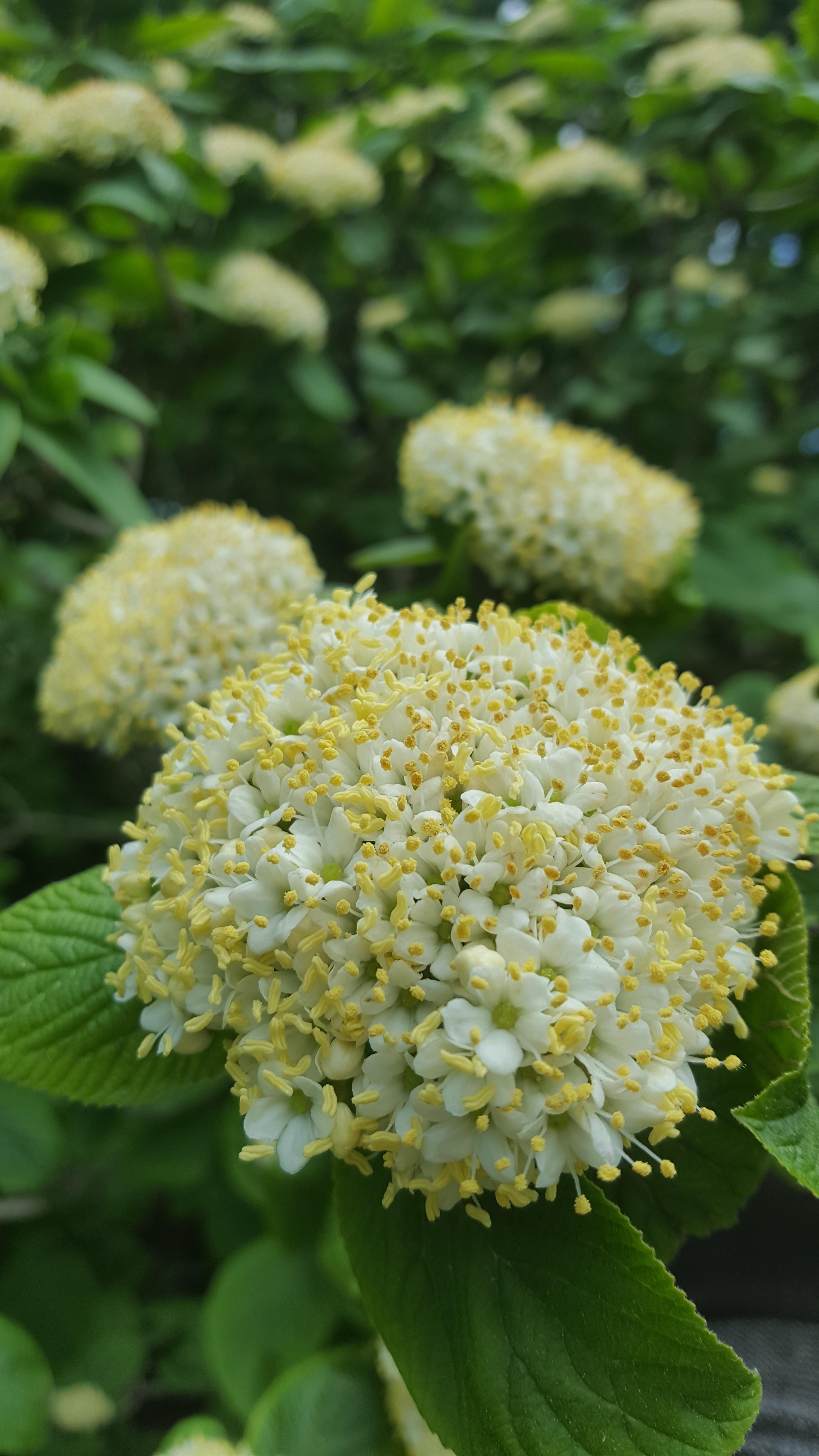 What is this lovely plant? Québec, Canada r/whatsthisplant