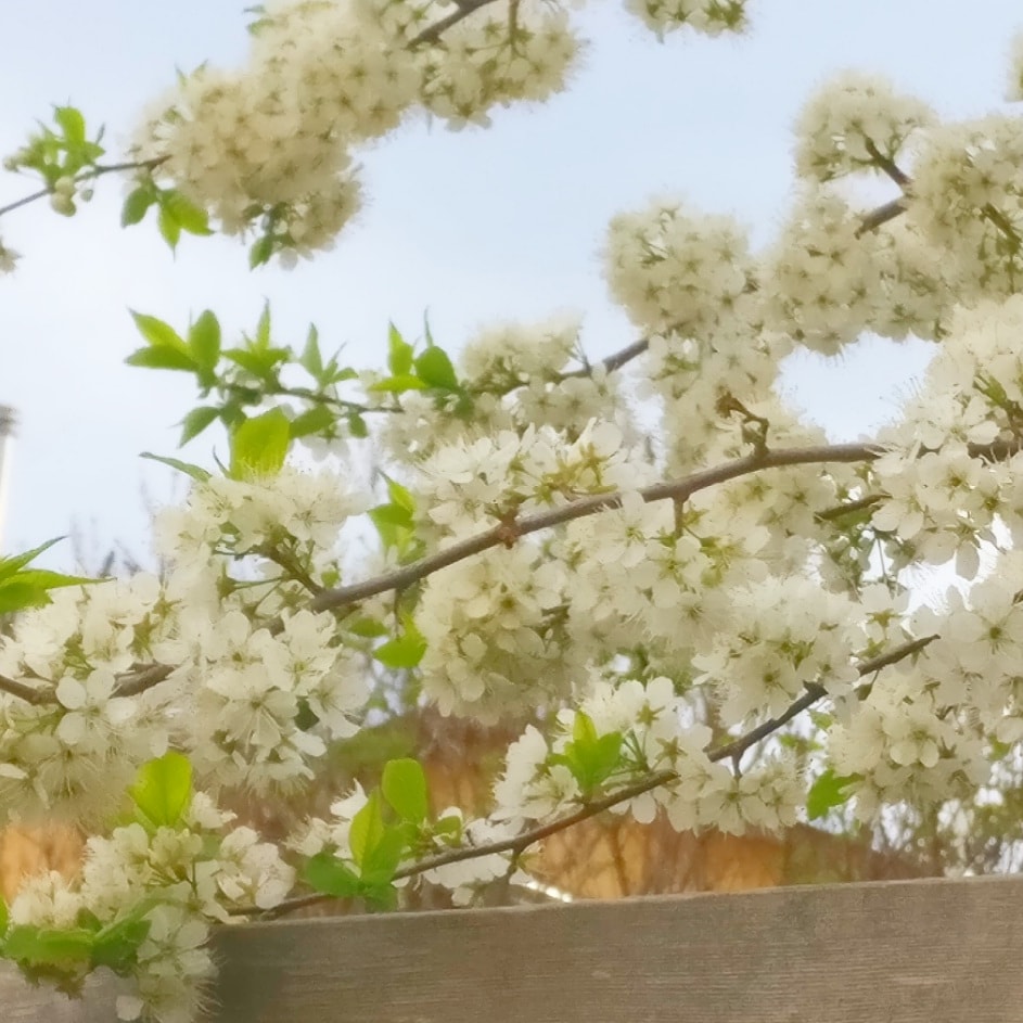 Flowers next door r/Edmonton
