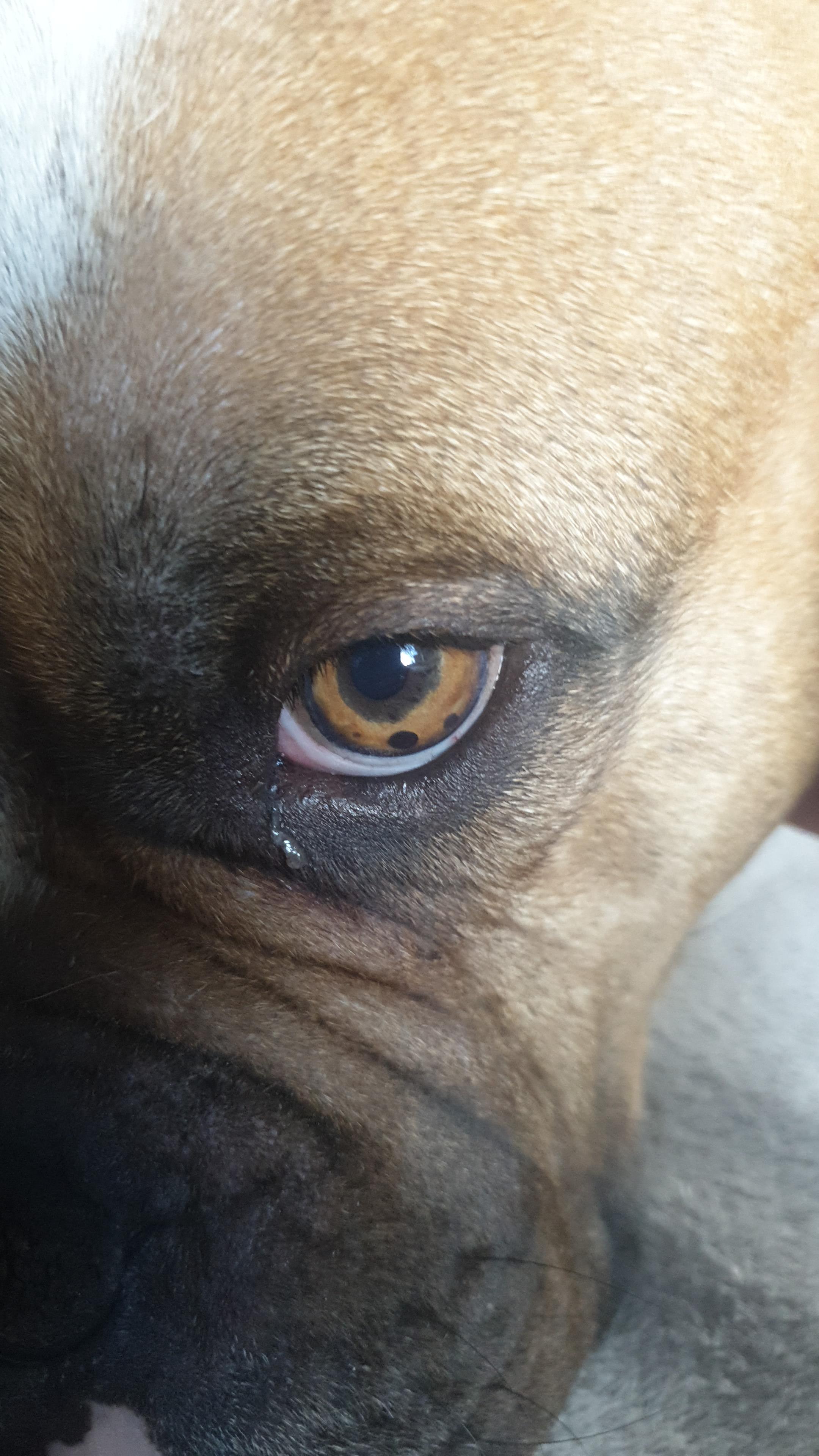 There are black dots in my dogs eye r/mildlyinteresting