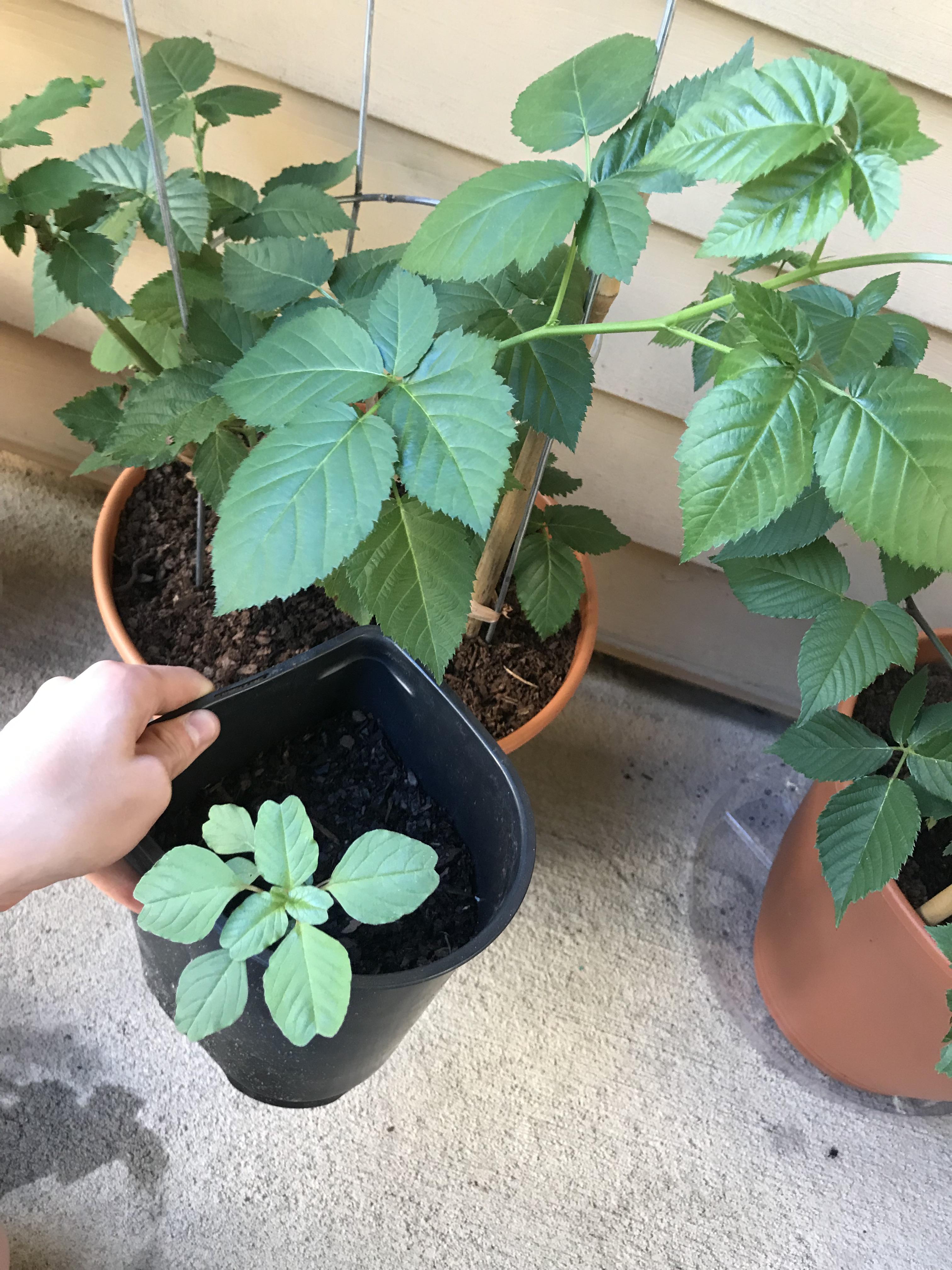 Is this a baby blackberry? He was originally growing with one of my