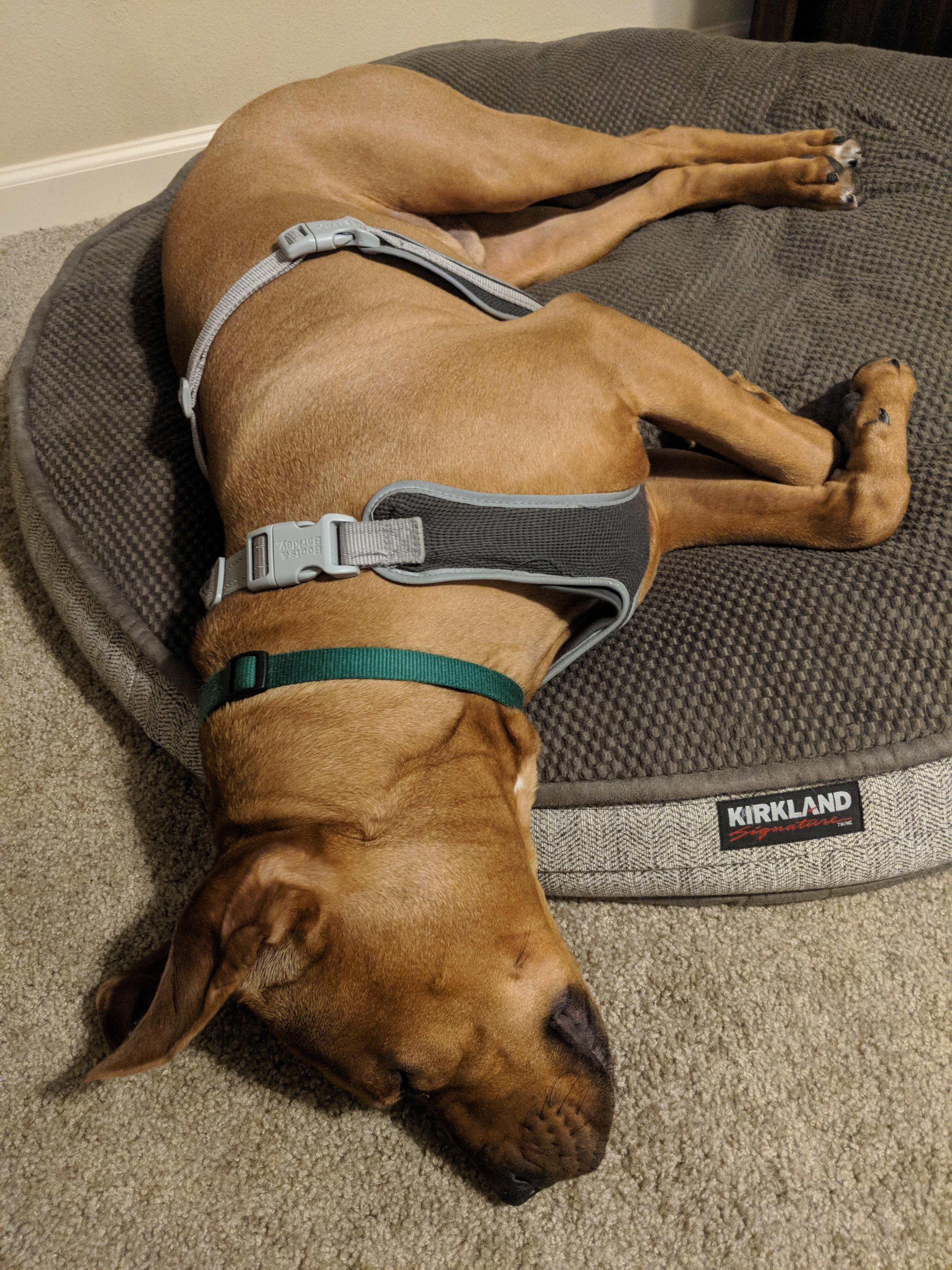 Costco dog beds beat everything else. r/Costco