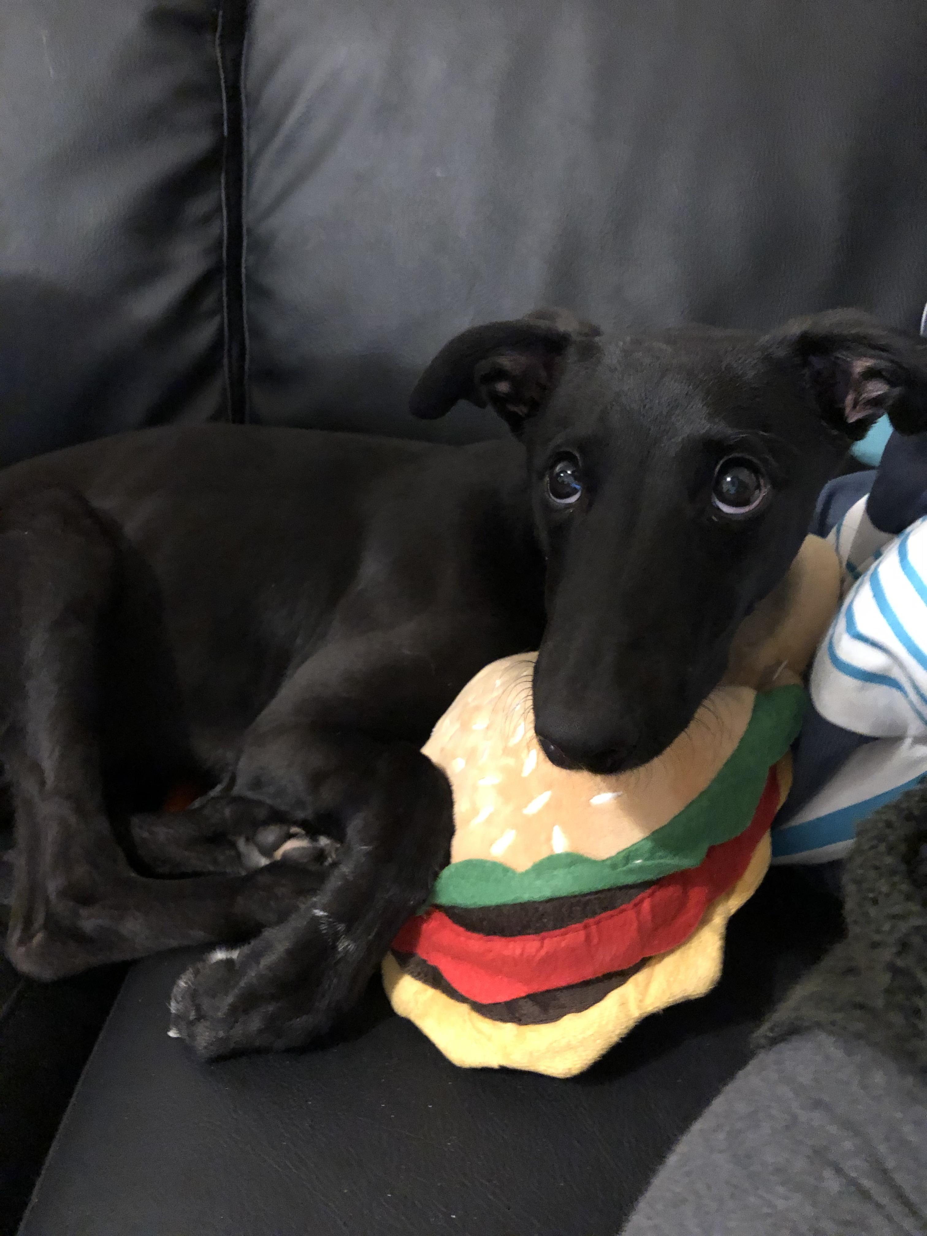 Getting caught trying to eat my burger slipper. Shoes are not food
