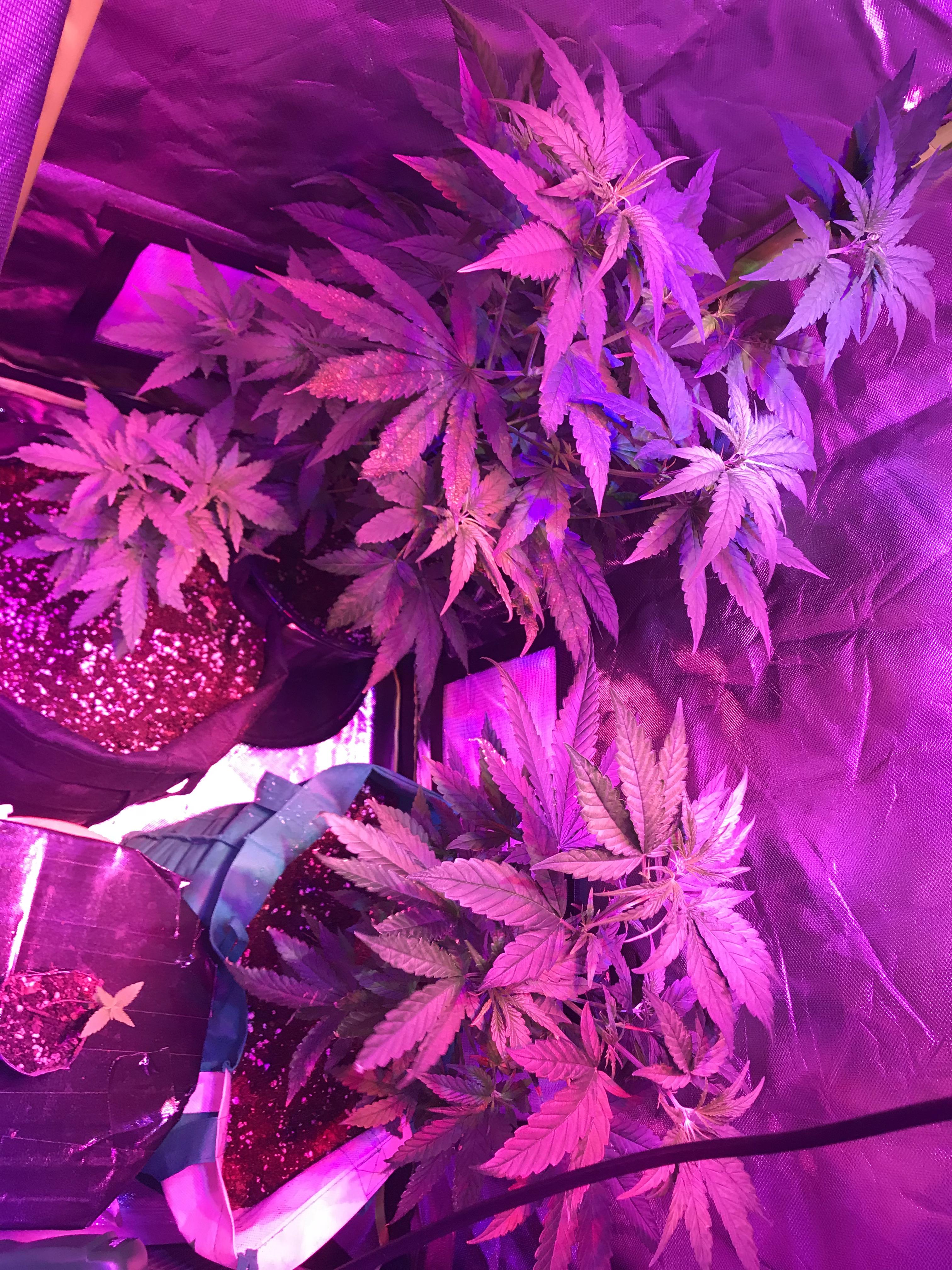 First indoor grow ( using random bag seeds ) r/ausents