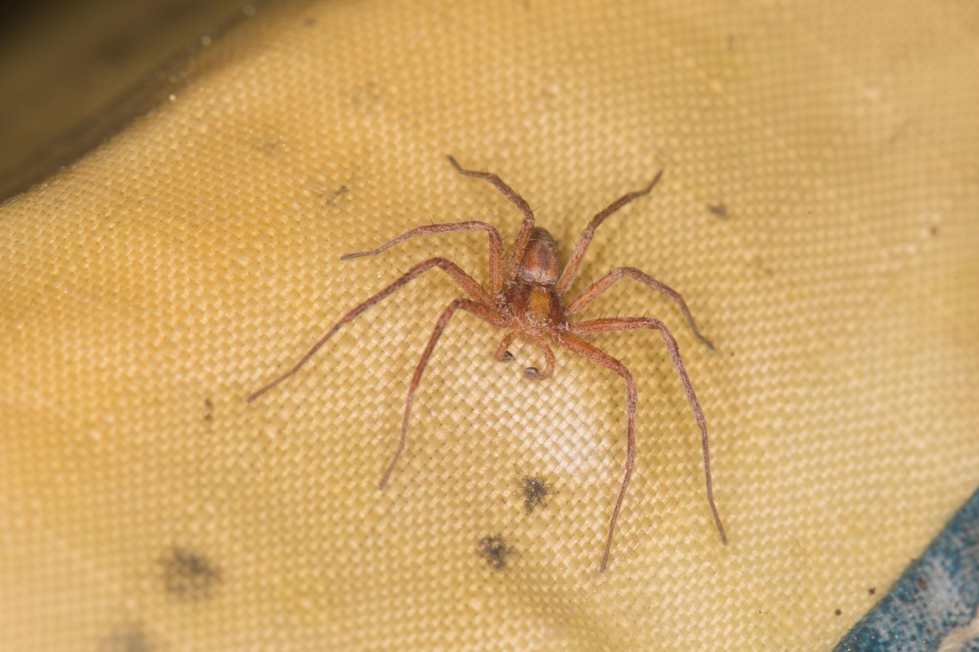 ID request Found on my tent camping this summer [Oregon] r/spiders