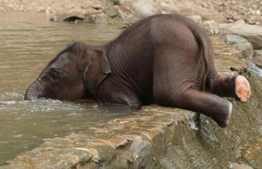 Baby Elephant Drinking Water