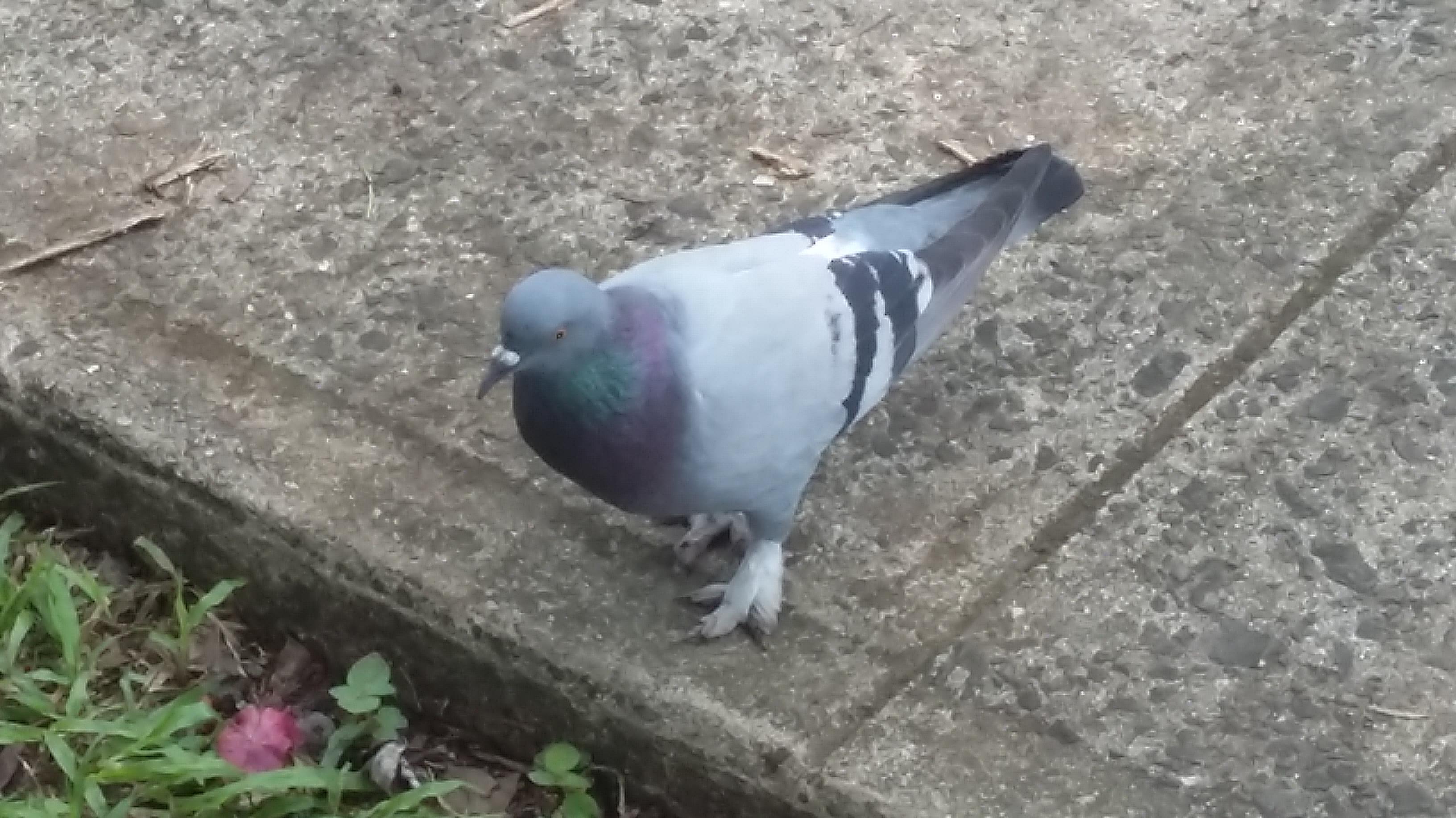 This pidgeon has feet feathers. r/pigeon
