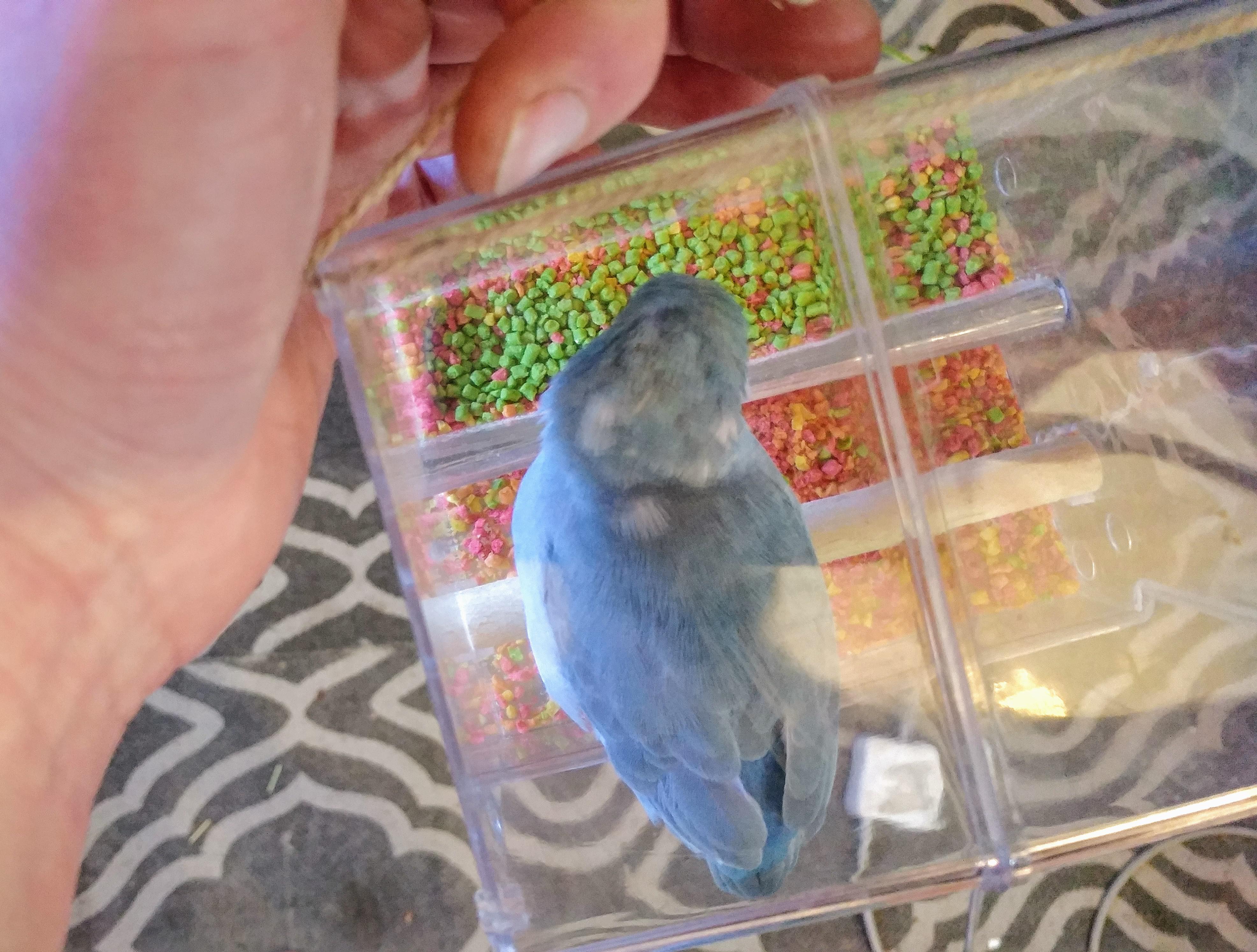 I was wondering why her poops recently turned so reddish. r/parrots