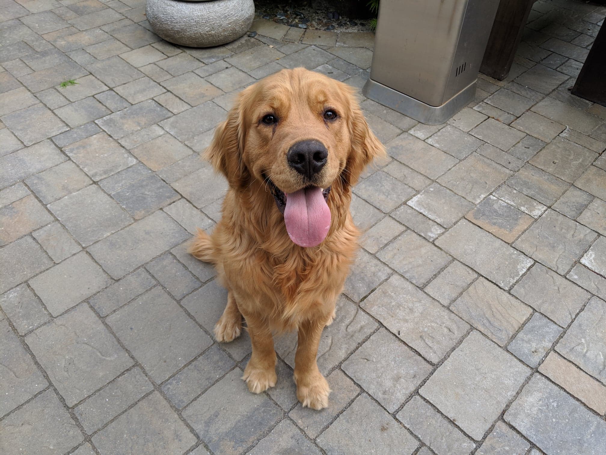 Adorable Golden Retriever Looking For Loving Home bayarea