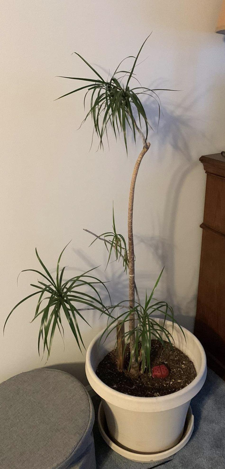 Adopted 12 year old Dragon Tree from buy nothing group. Needs Help. Repot, feed, trim? Or wait