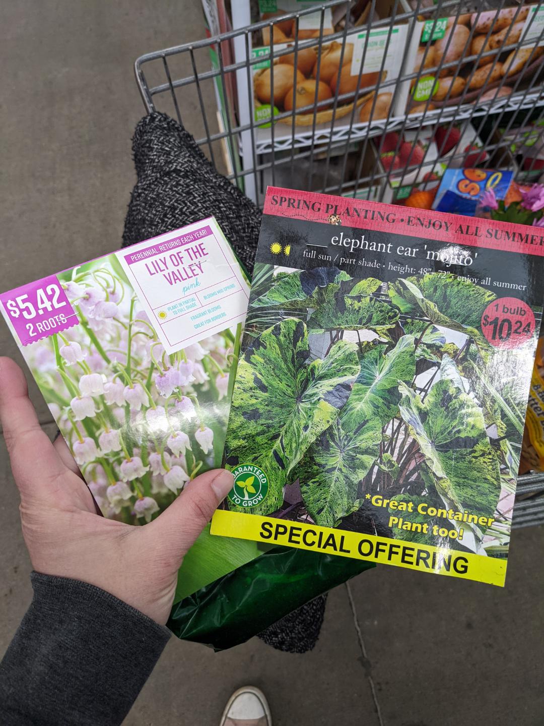 I bought a mojito elephant ear bulb and was wondering what's the