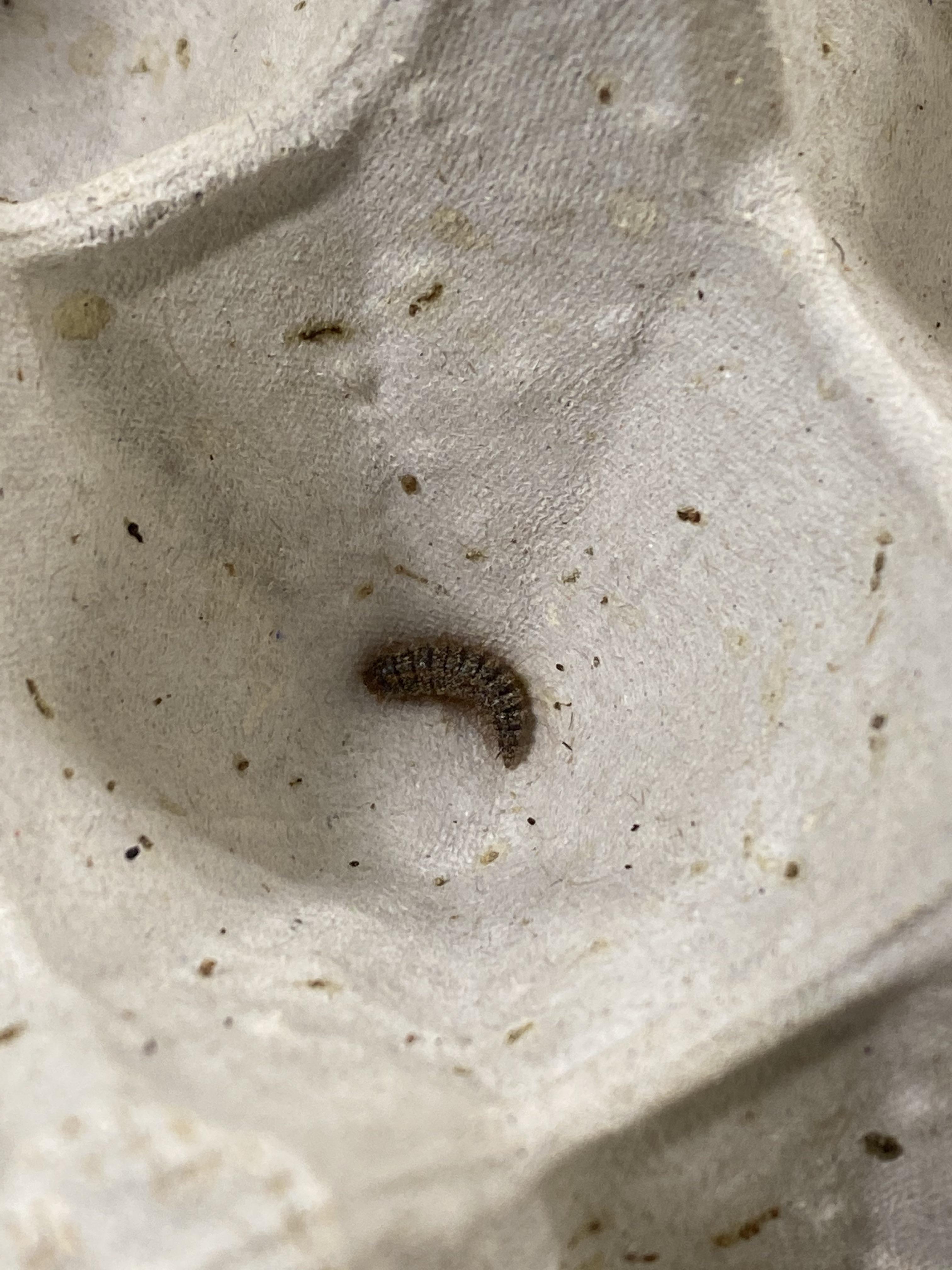 Random bug with cricket shipment? r/petsmart