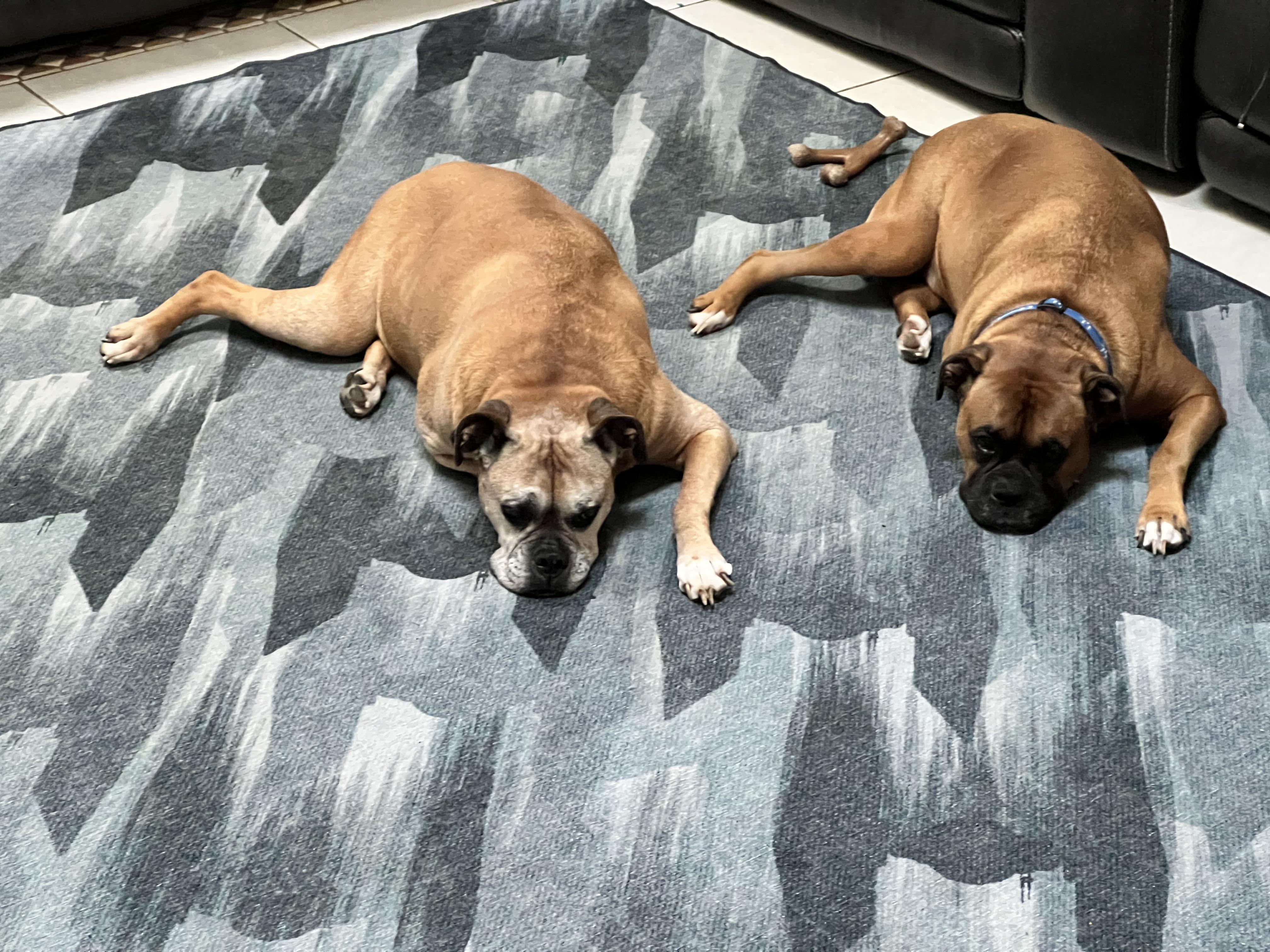 My dogs laying in the exact same position r/mildlyinteresting
