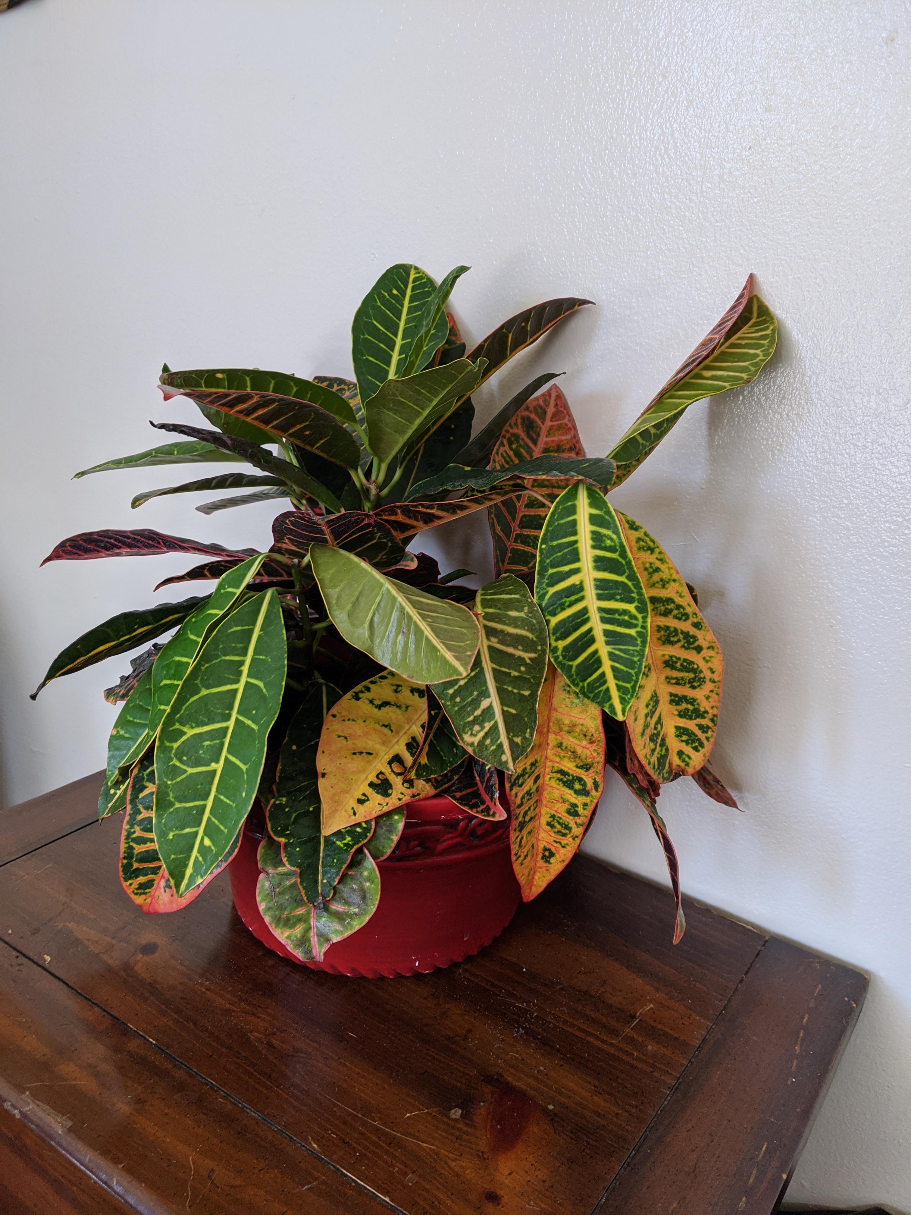 My croton is droopy and sad. Bought and repotted two weeks ago, was