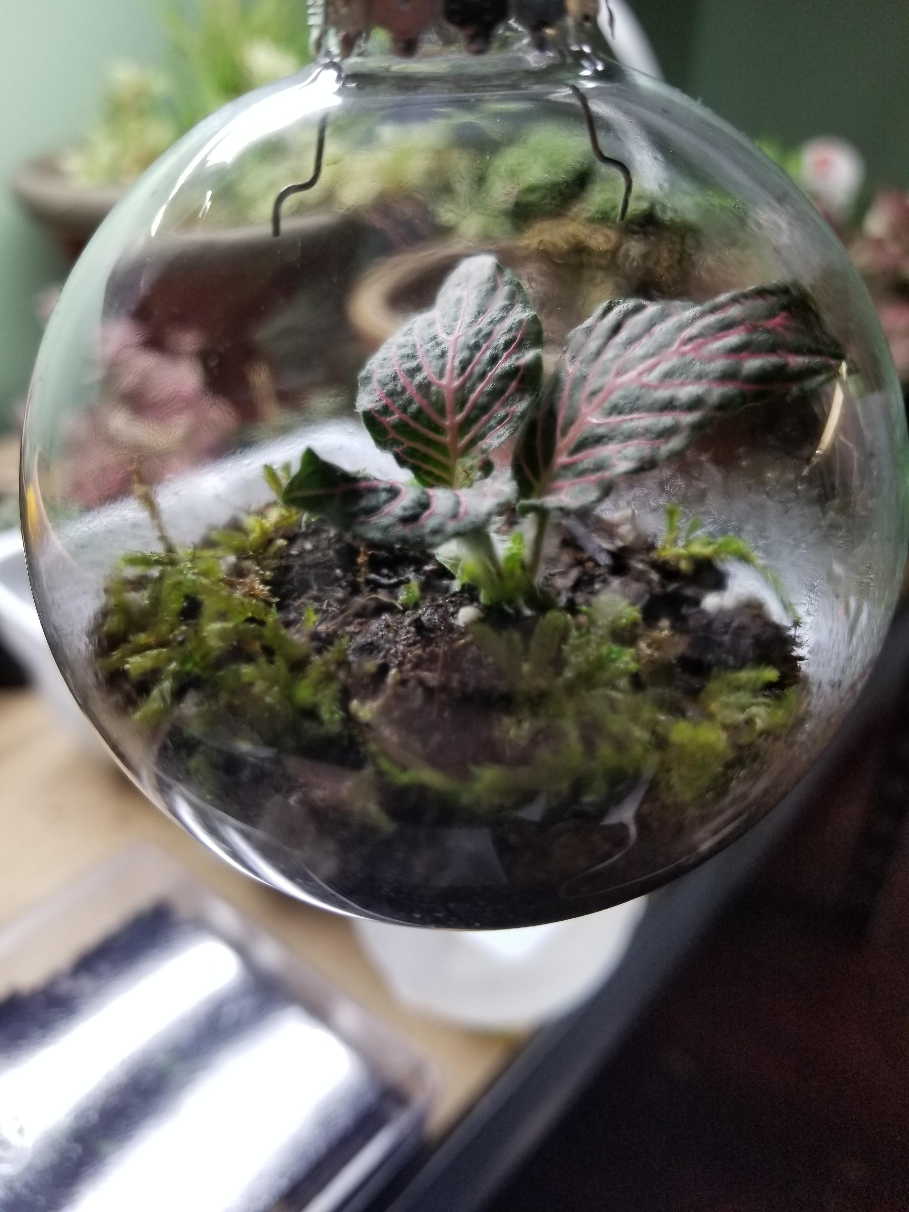 Made 6 of these terrarium Christmas bulbs to give as gifts this year