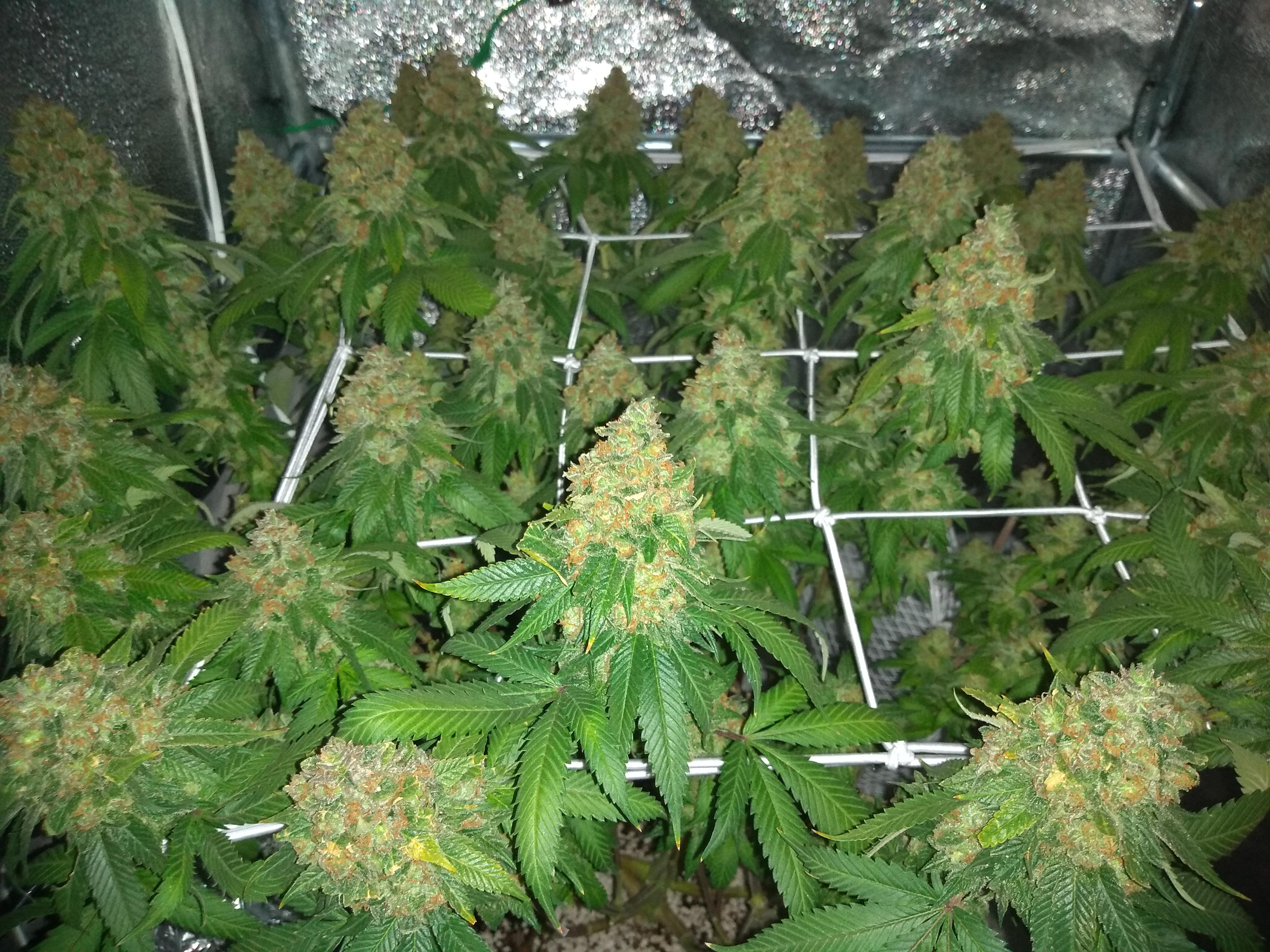 110 best Gelato 41 images on Pholder Microgrowery, Uktrees and FL