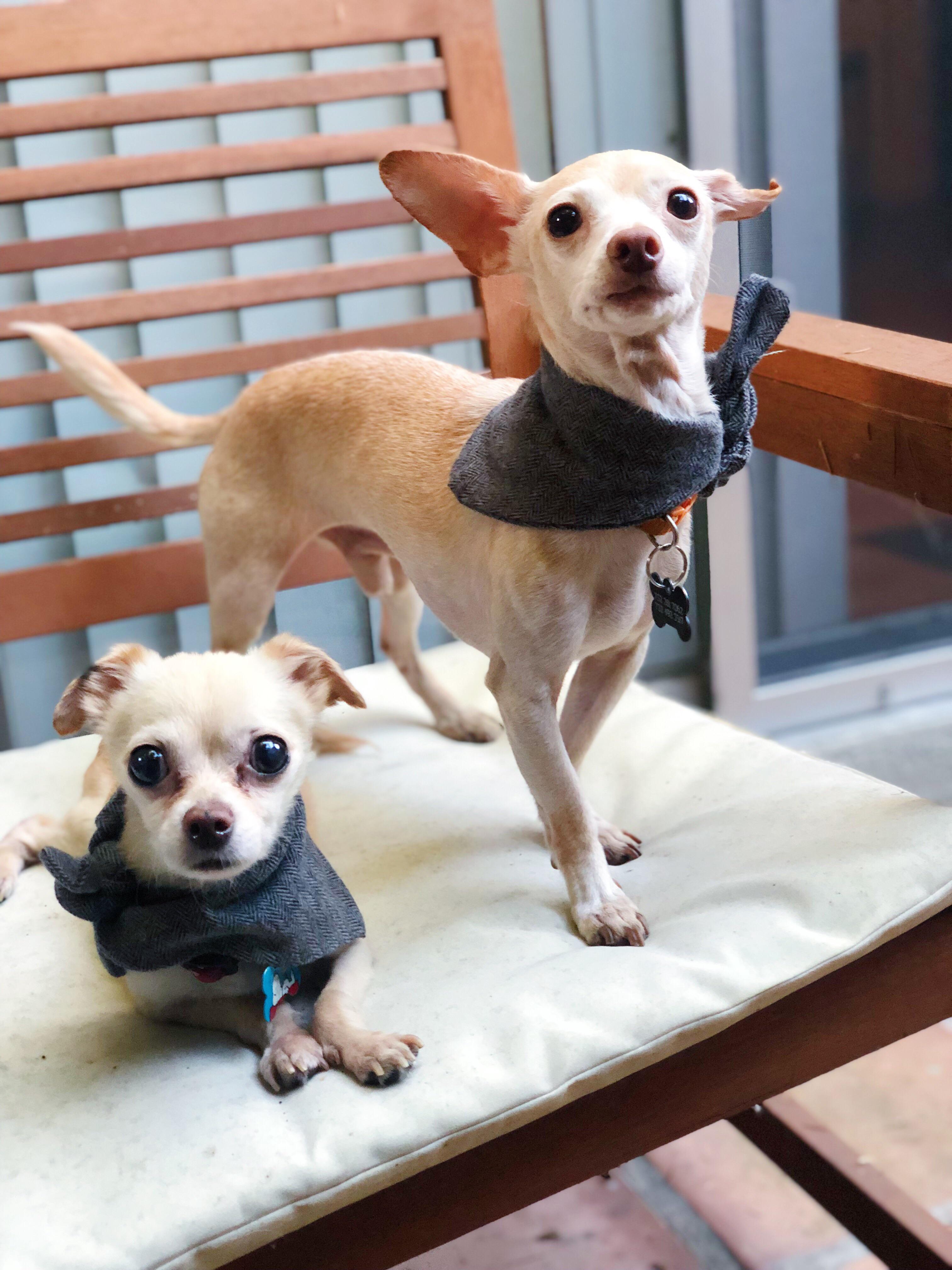 Matching bandanas for my boys! [Doggy’s Bandana by My Golden Thimble