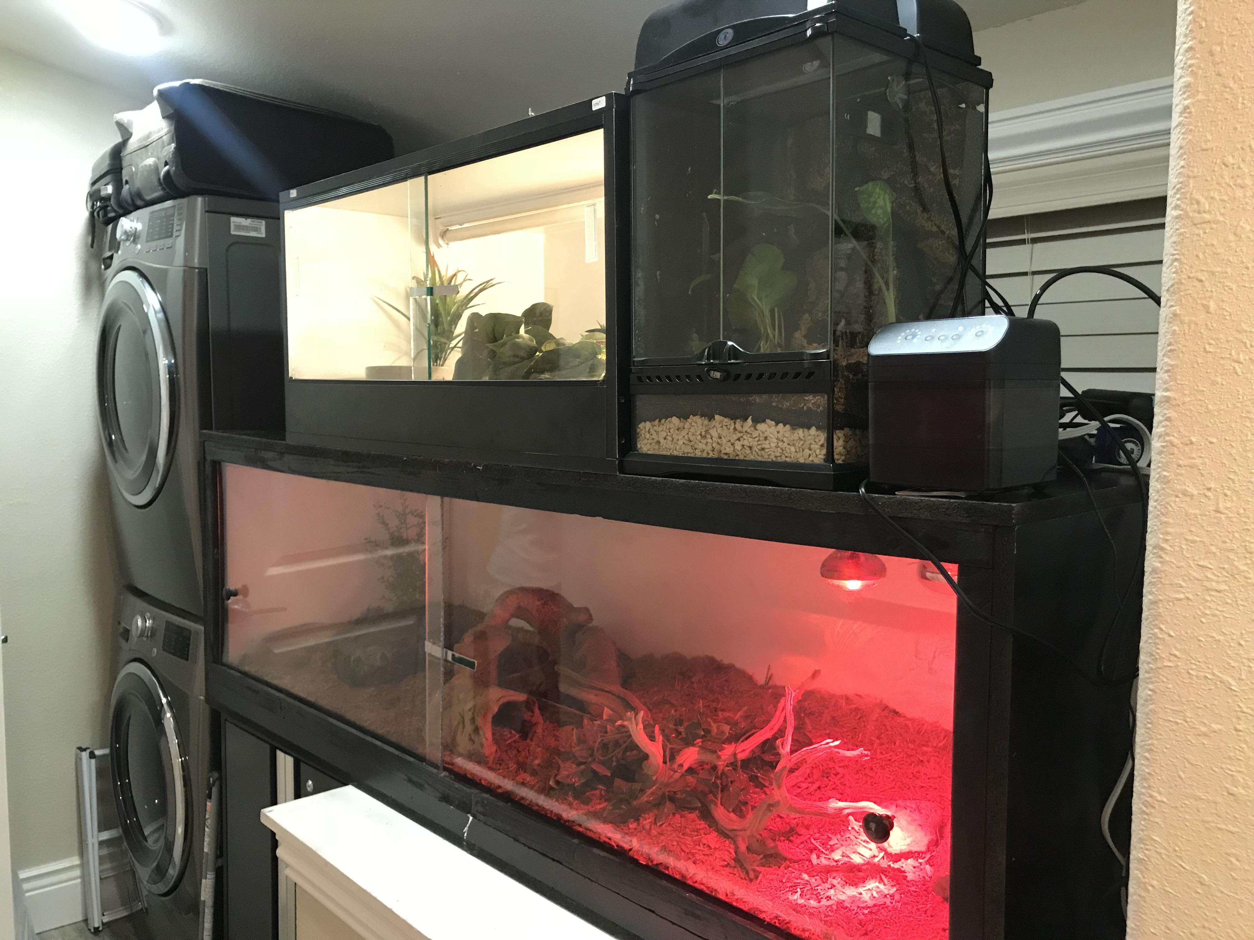 Who says you can’t fit a Tegu enclosure in a San Francisco apartment