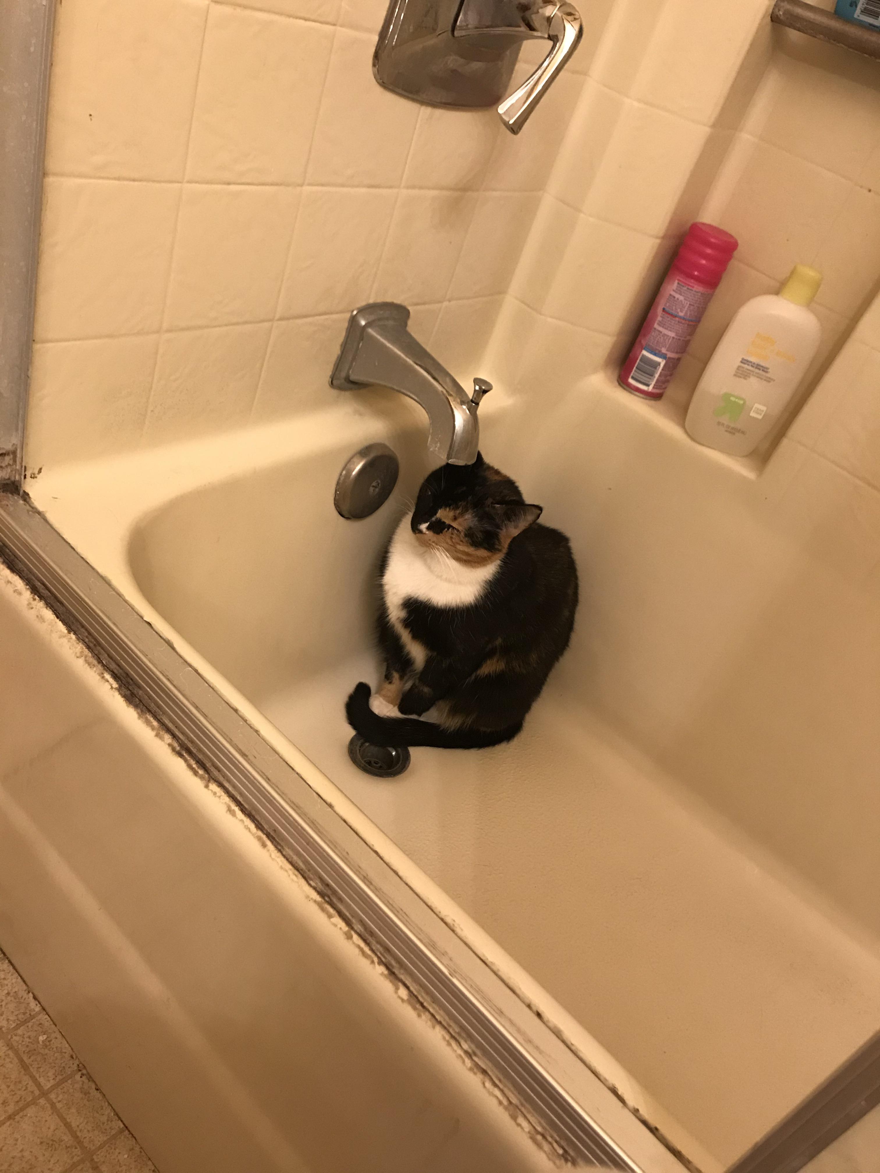 3180 best Faucet images on Pholder WT Faucet, Cats In Sinks and Catsareliquid