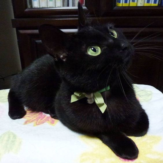 It's an unlucky day for black cats. Let's appreciate these beautiful