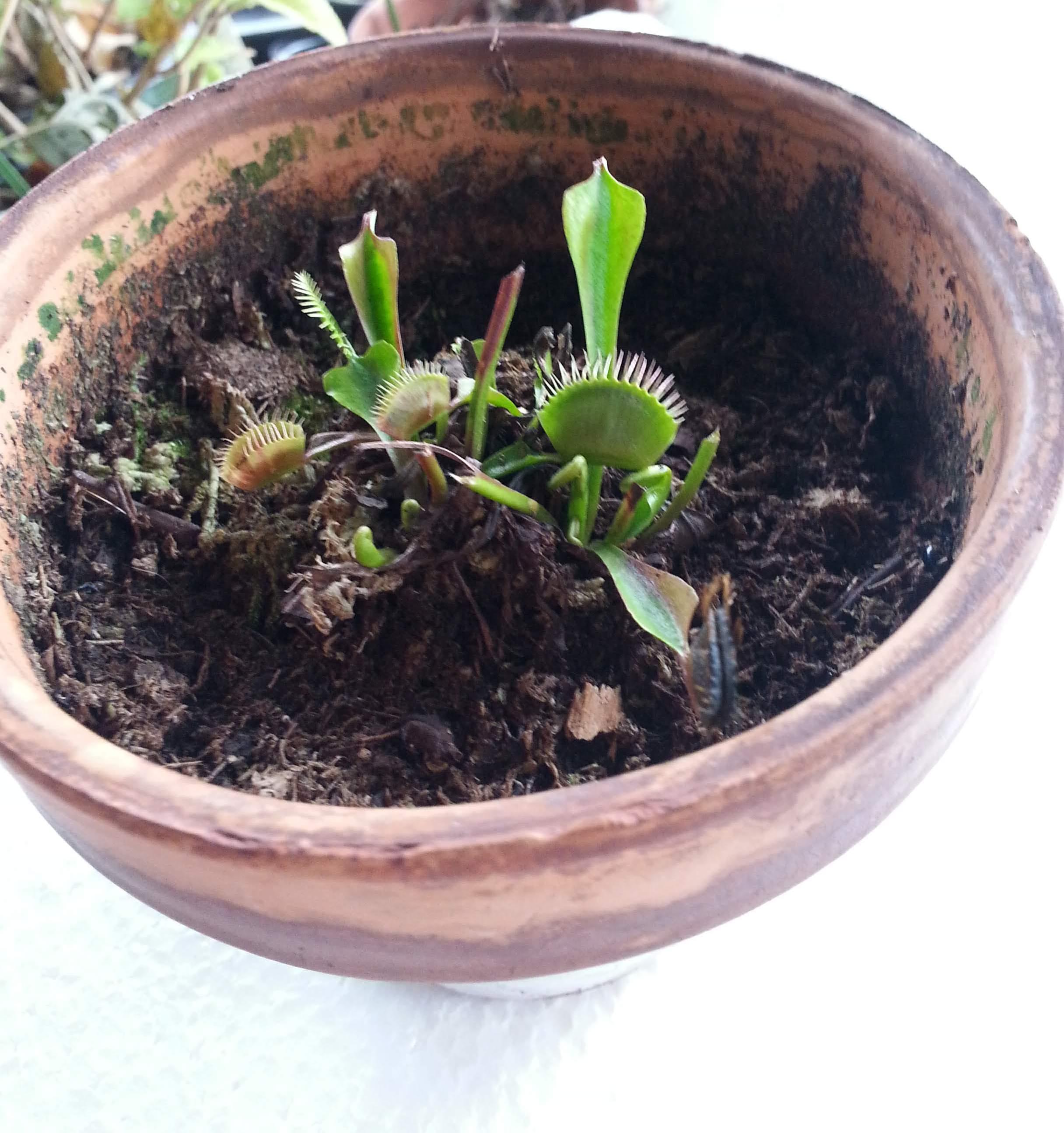 Venus Fly Trap Dormancy Question r/SavageGarden