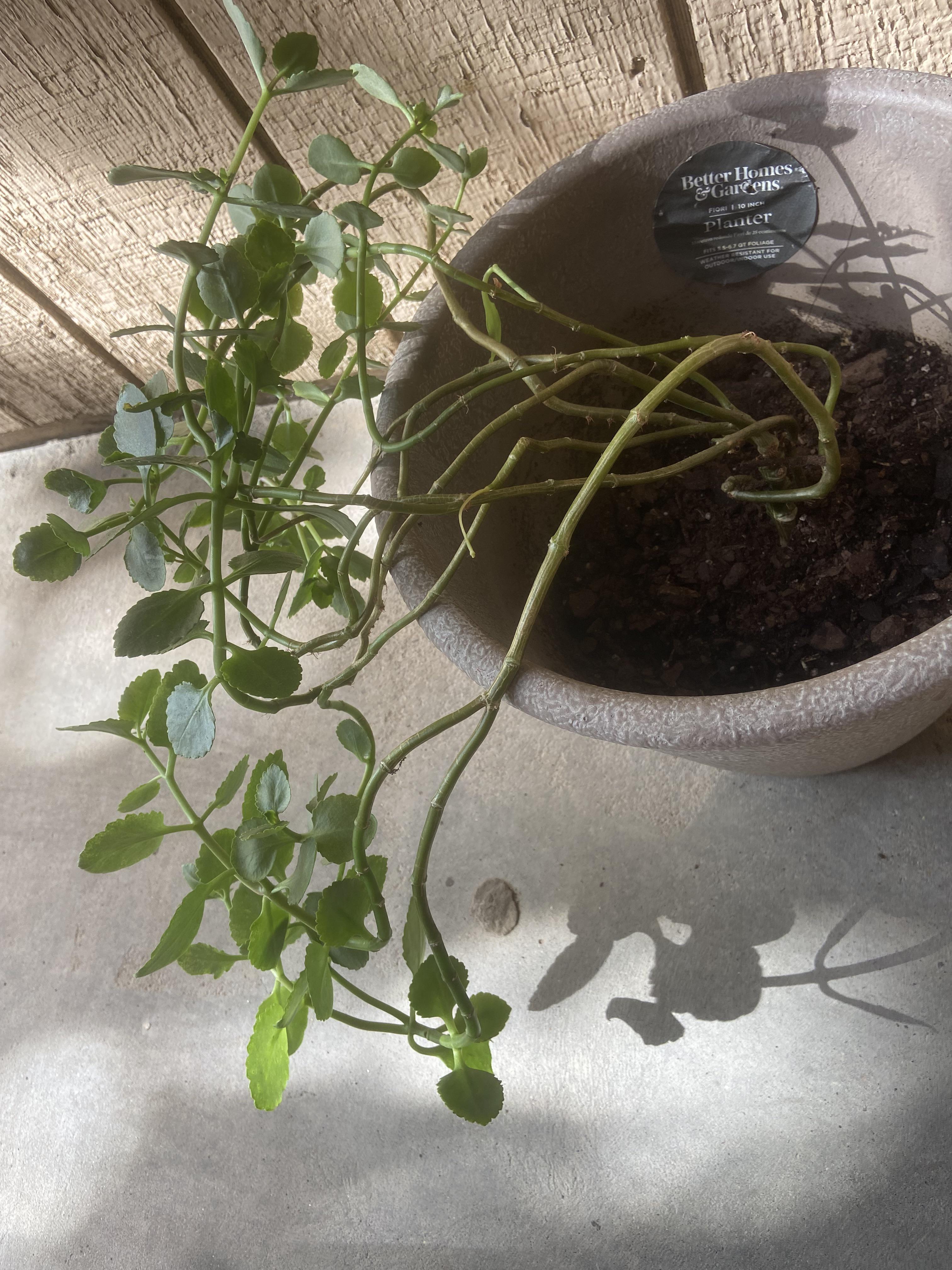 Why is my plant leaning over? r/plantclinic