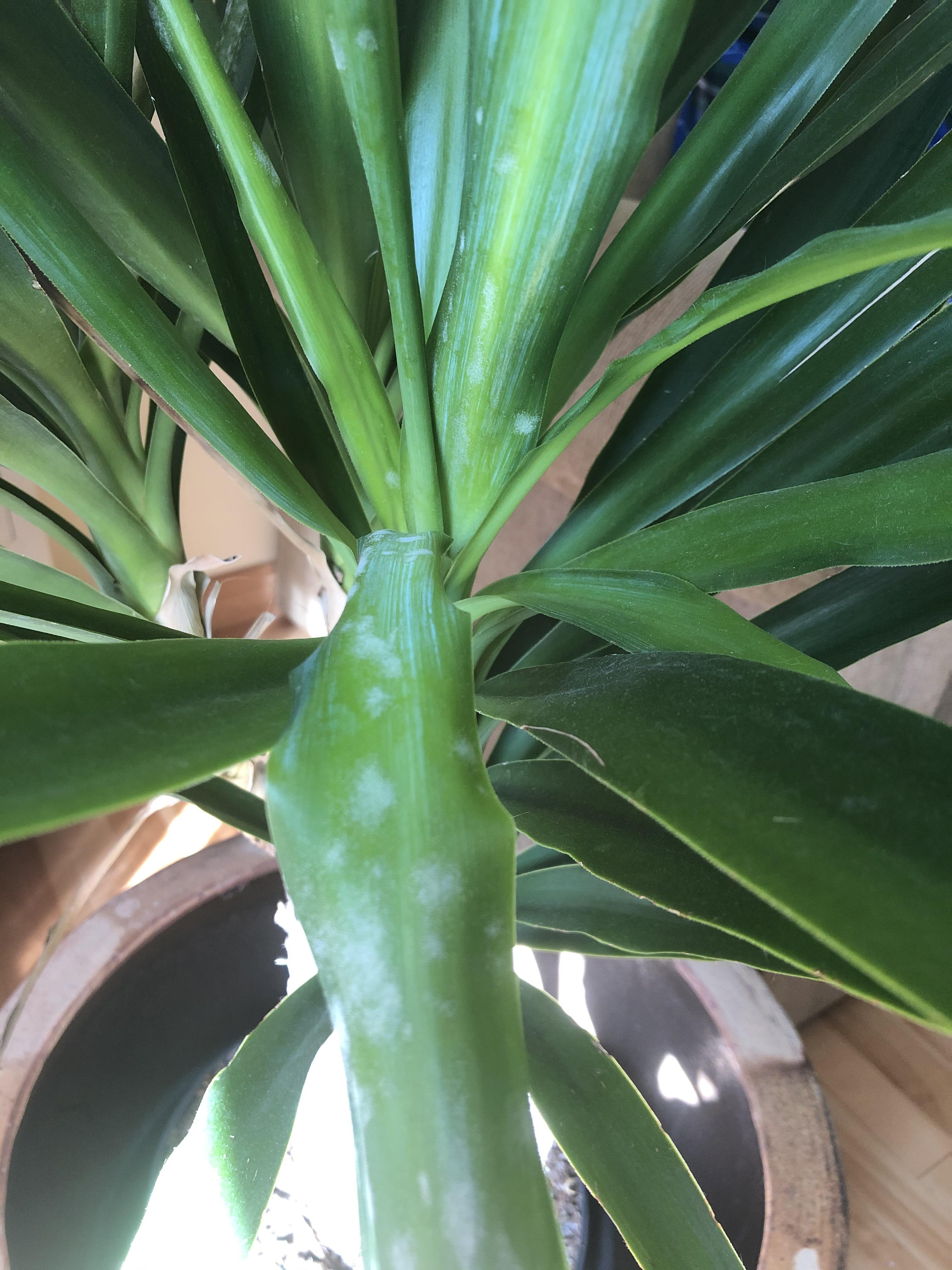 Yucca is this powdery mildew? What should I do? r/plantclinic