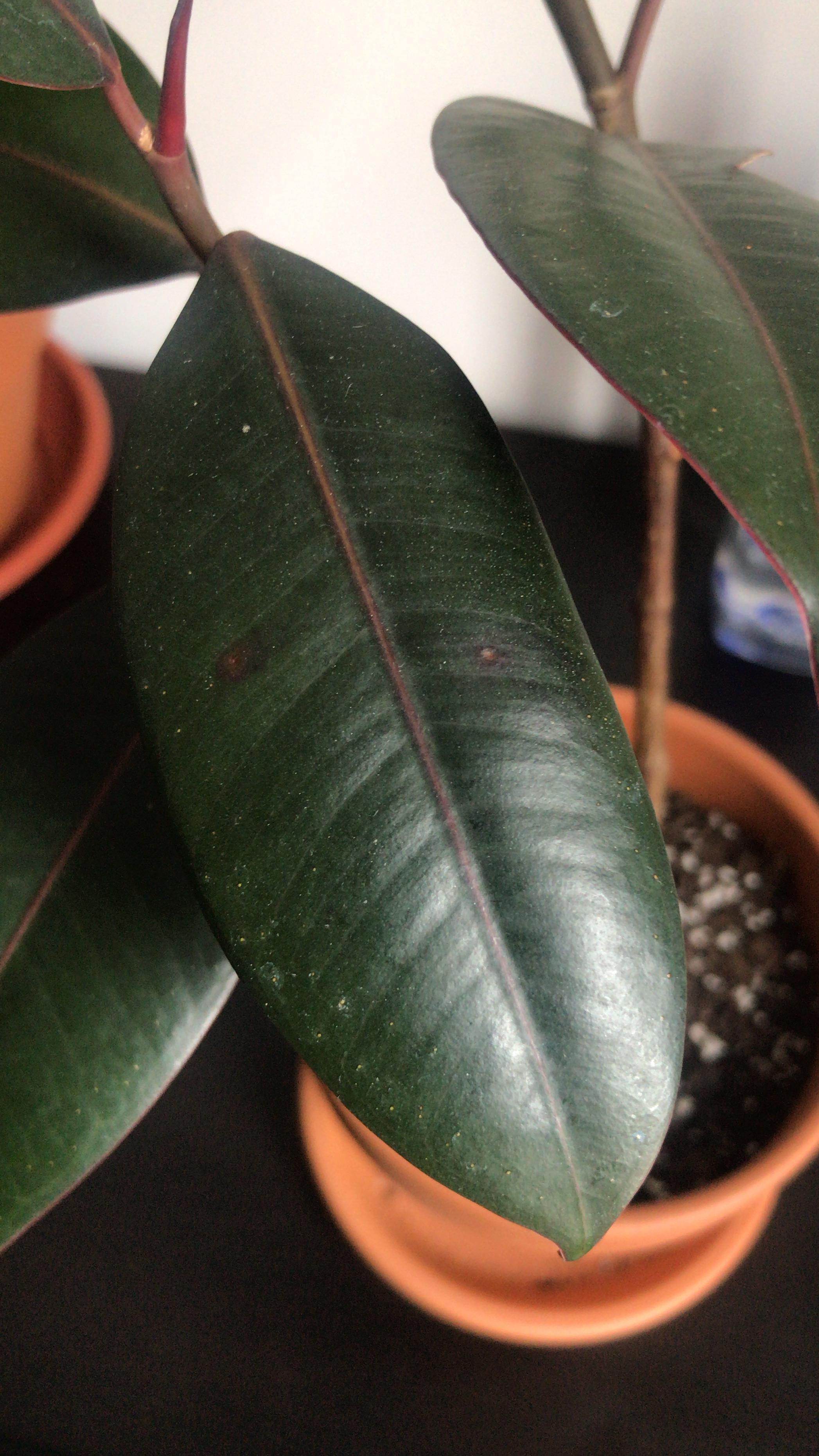 Two spots appeared on my rubber plant. Can anybody tell me what might