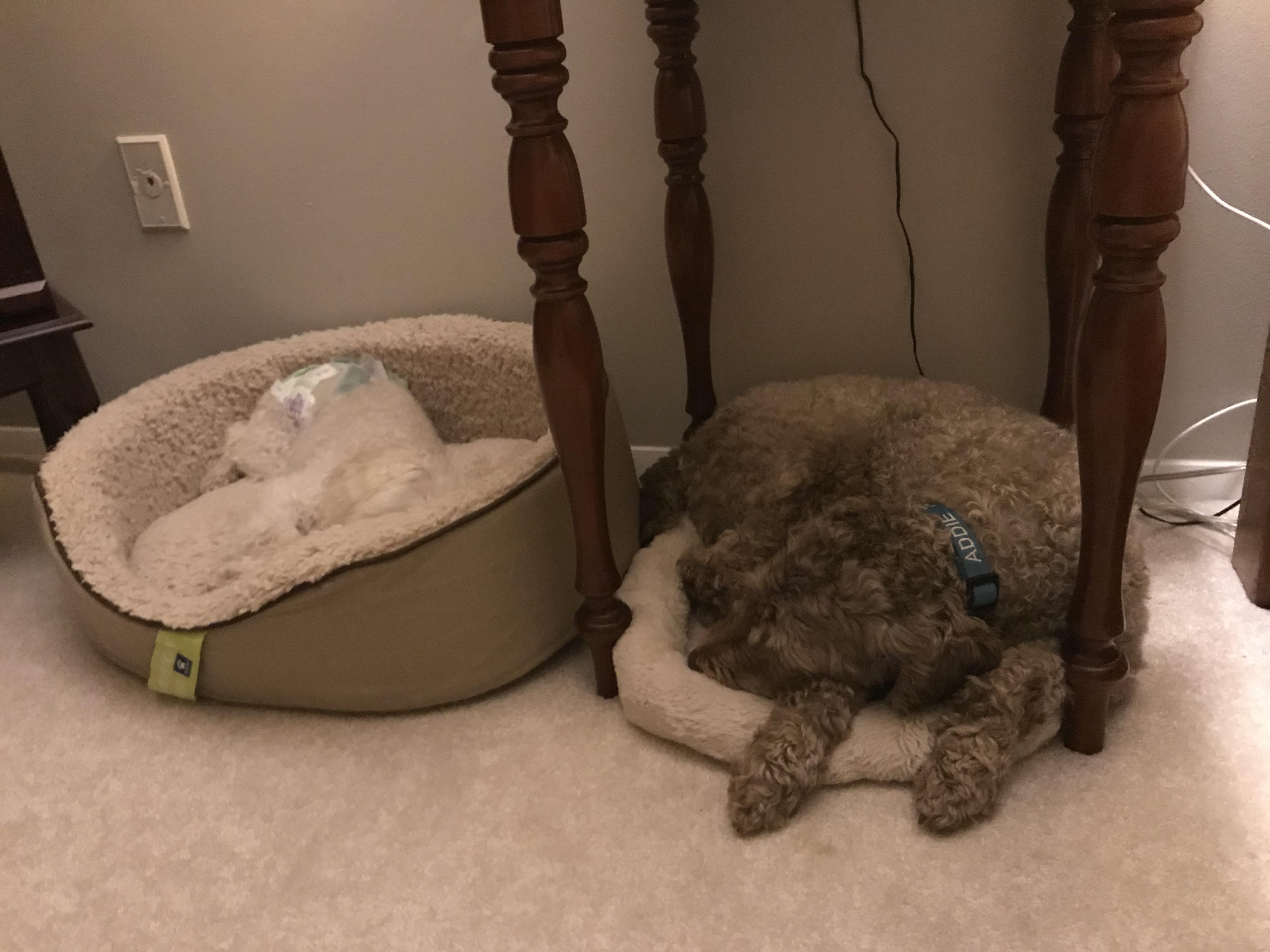 Addie the aussiedoodle is afraid of our 17 year old, 8 pound mini